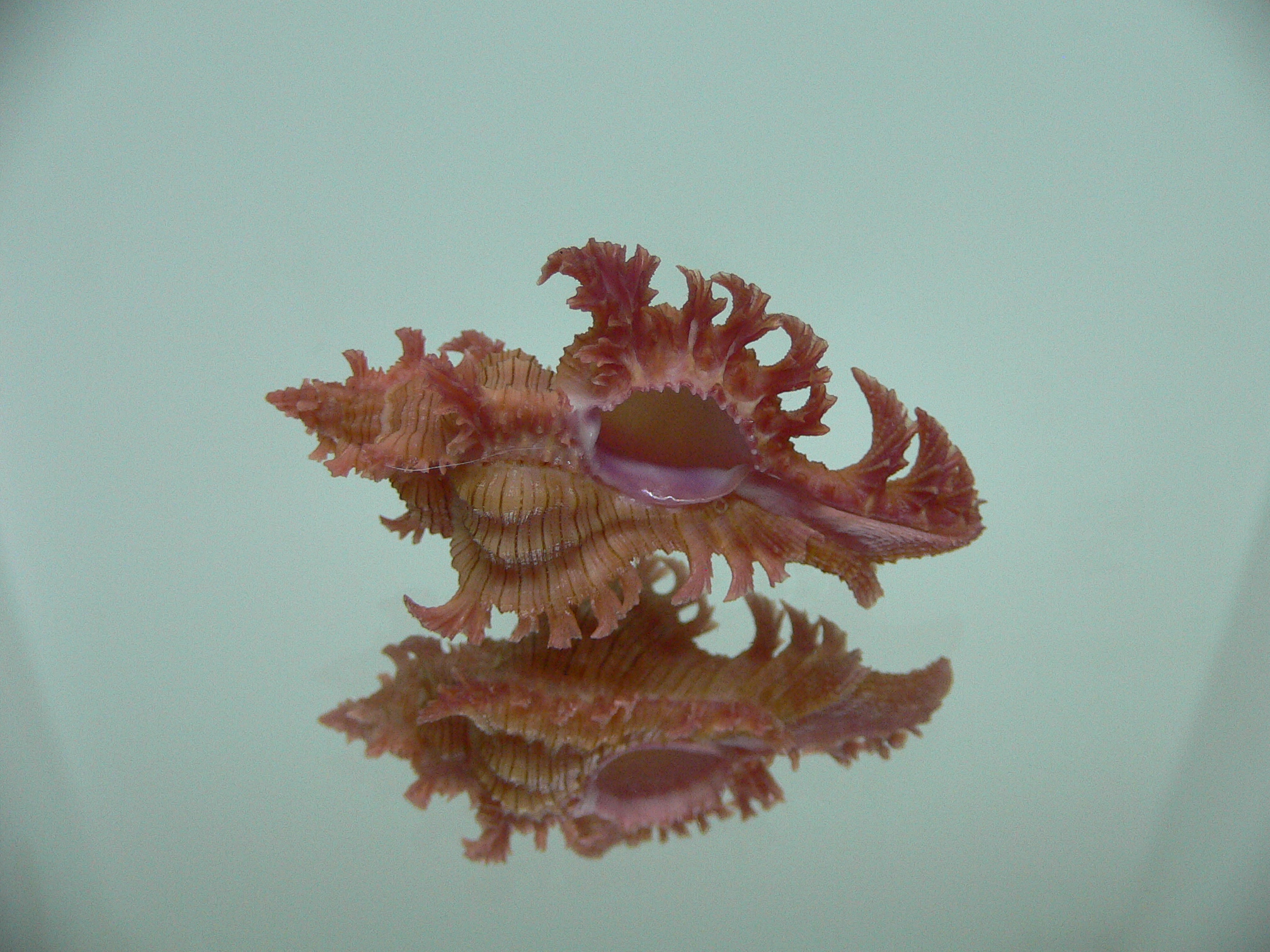 Chicoreus nobilis SUPER IDEAL