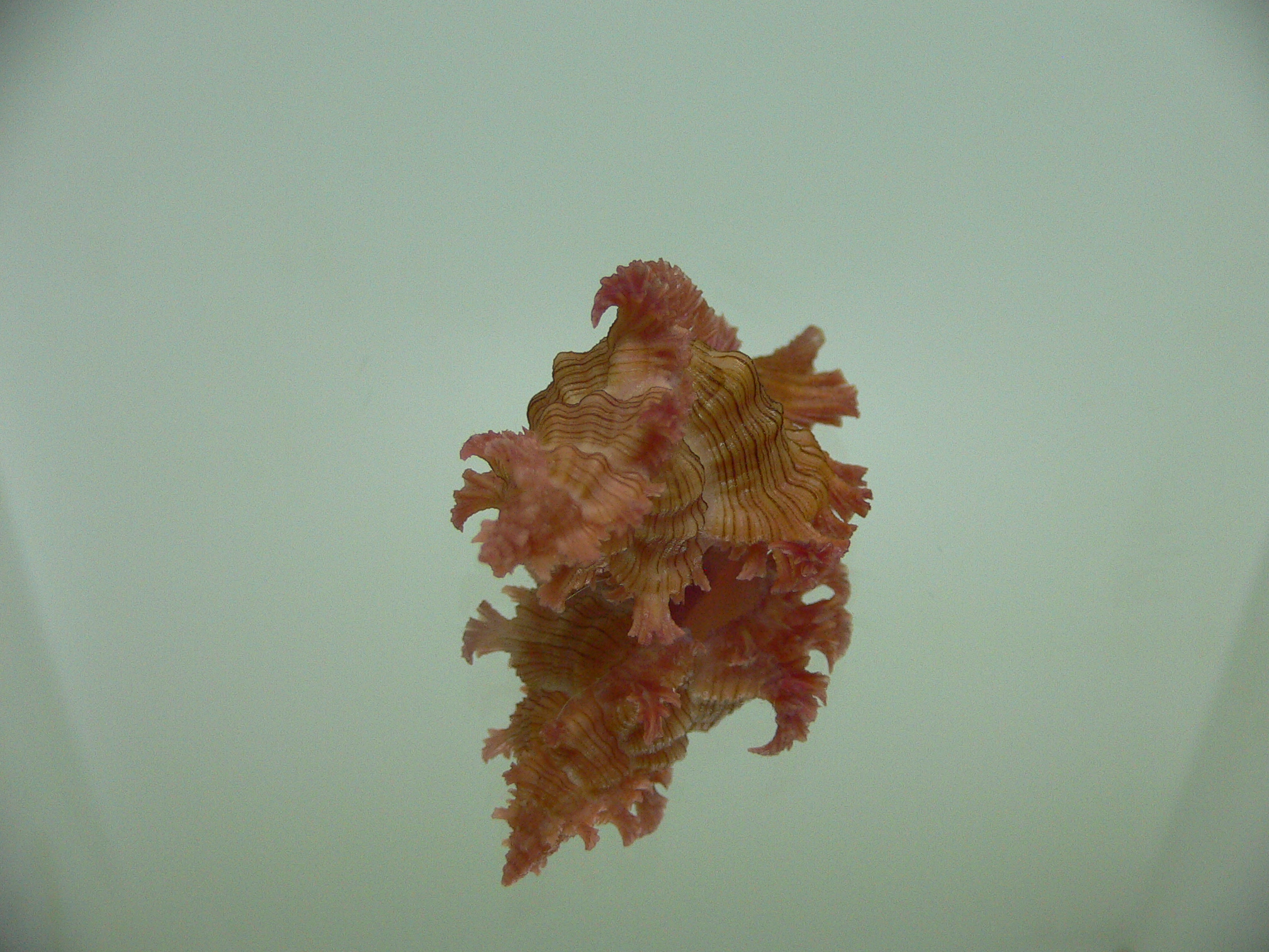 Chicoreus nobilis SUPER IDEAL