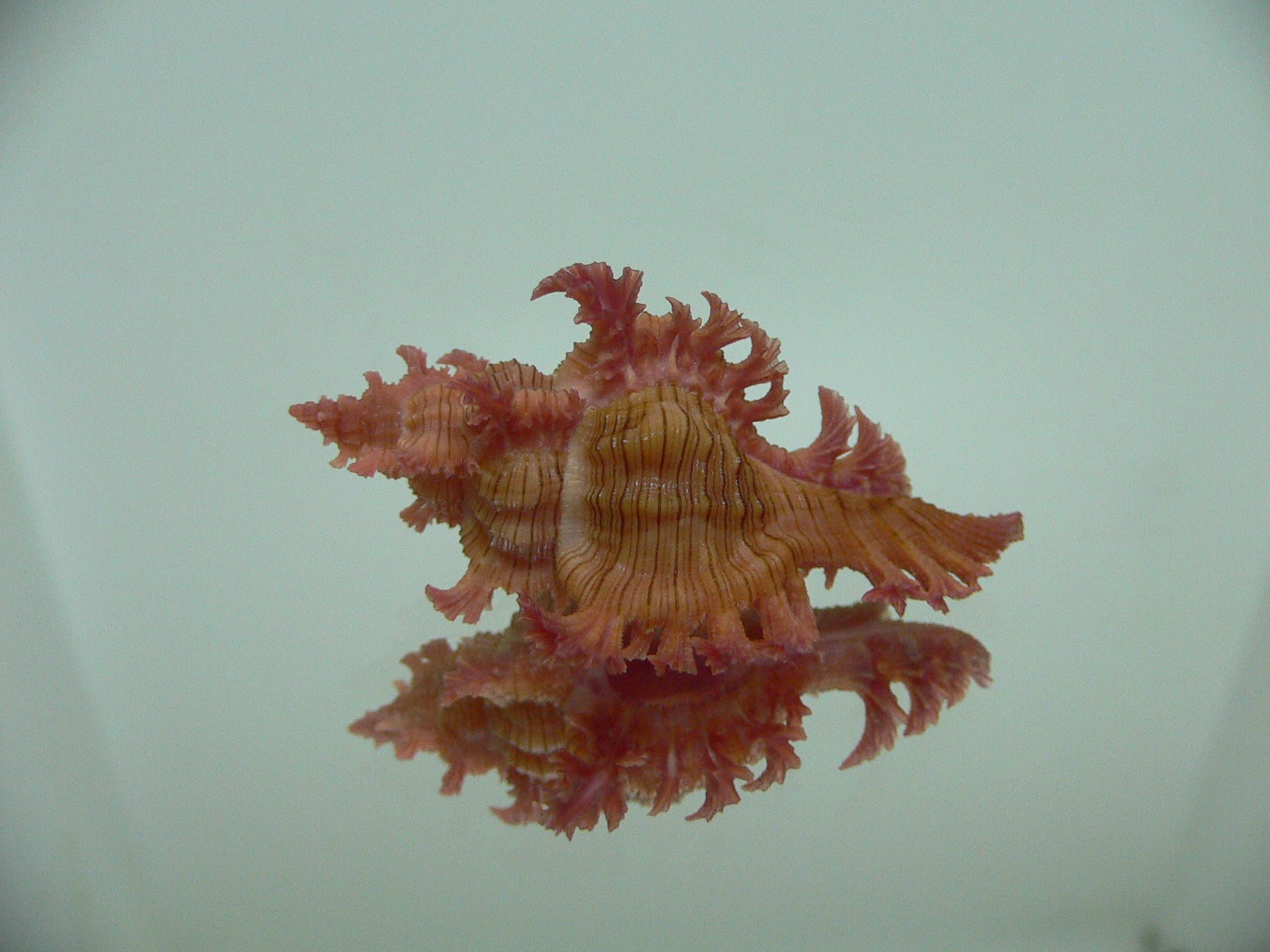 Chicoreus nobilis SUPER IDEAL