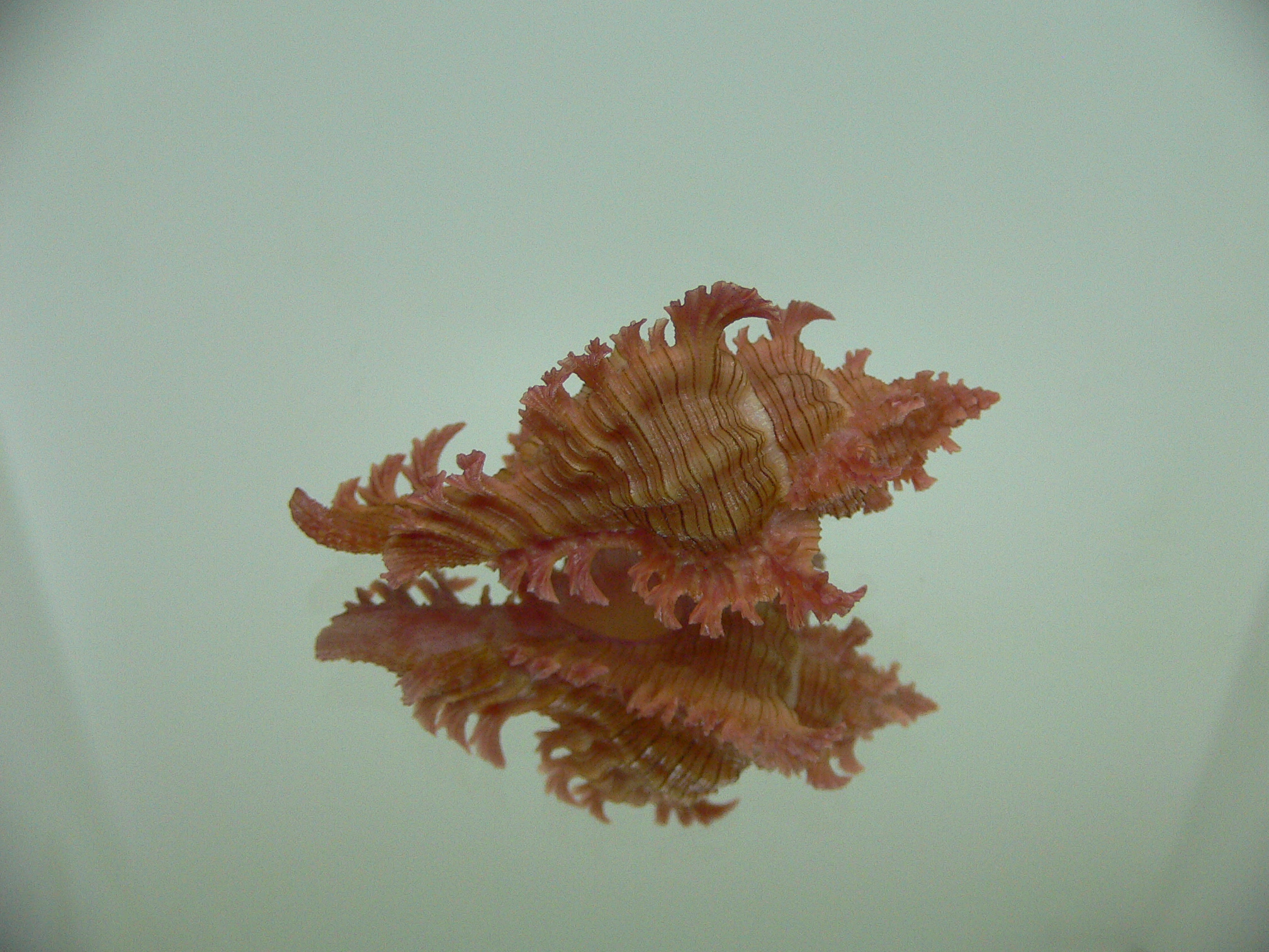 Chicoreus nobilis SUPER IDEAL