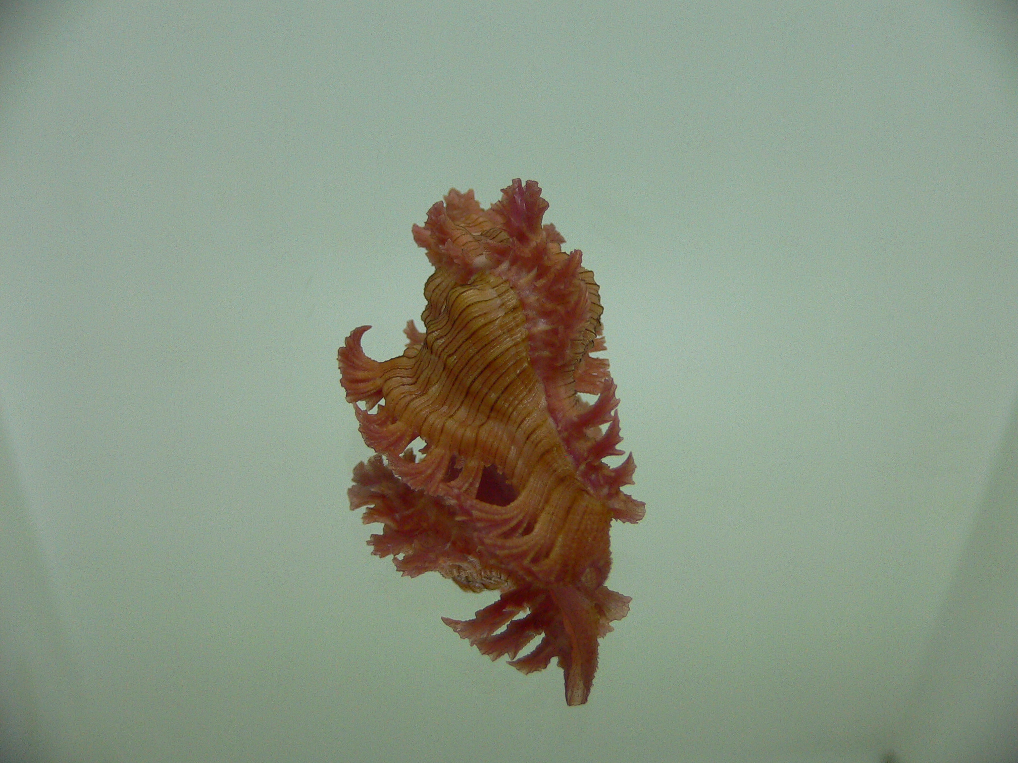 Chicoreus nobilis SUPER IDEAL