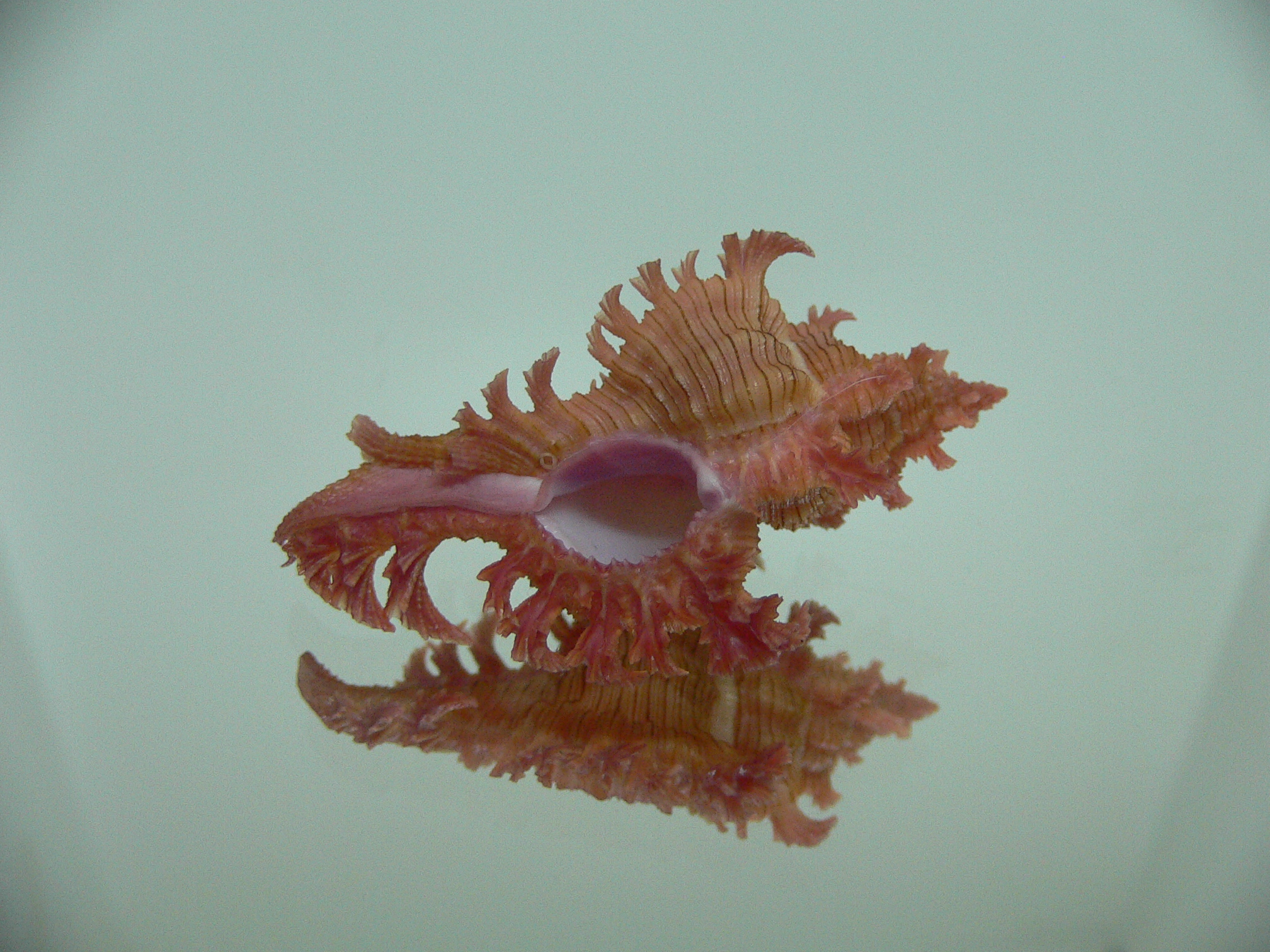 Chicoreus nobilis SUPER IDEAL