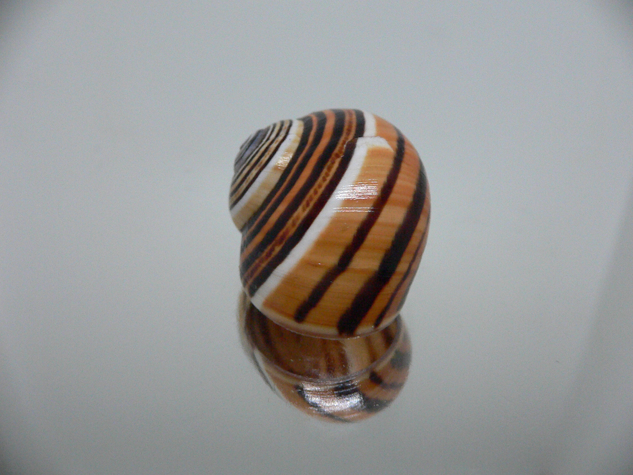 Polymita picta muscarum STRIPES