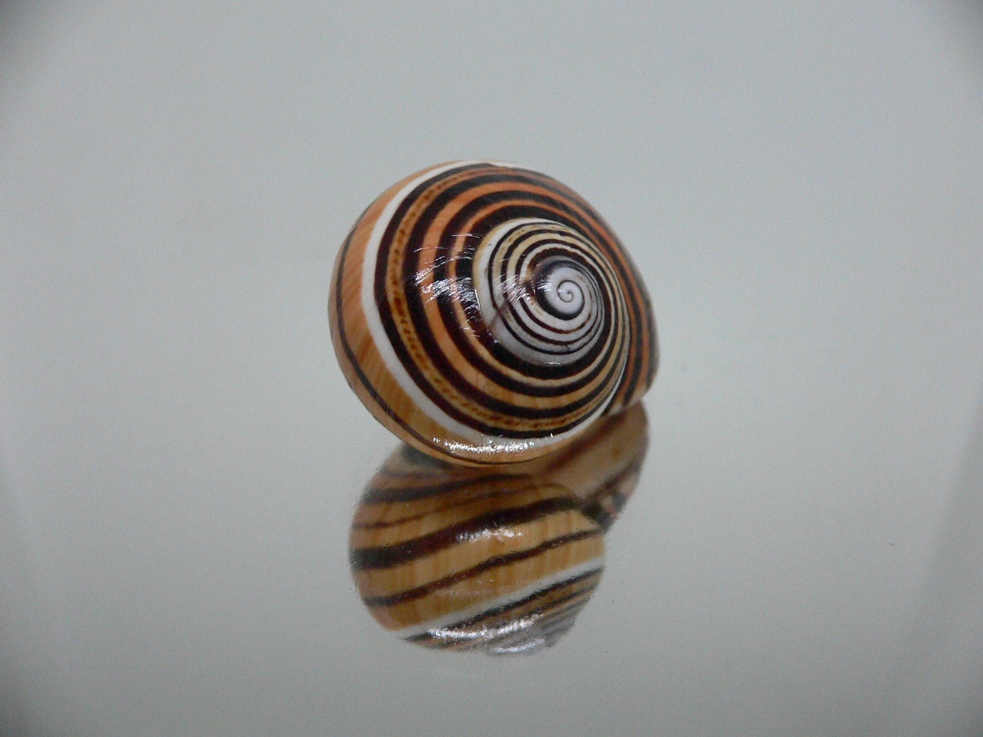 Polymita picta muscarum STRIPES