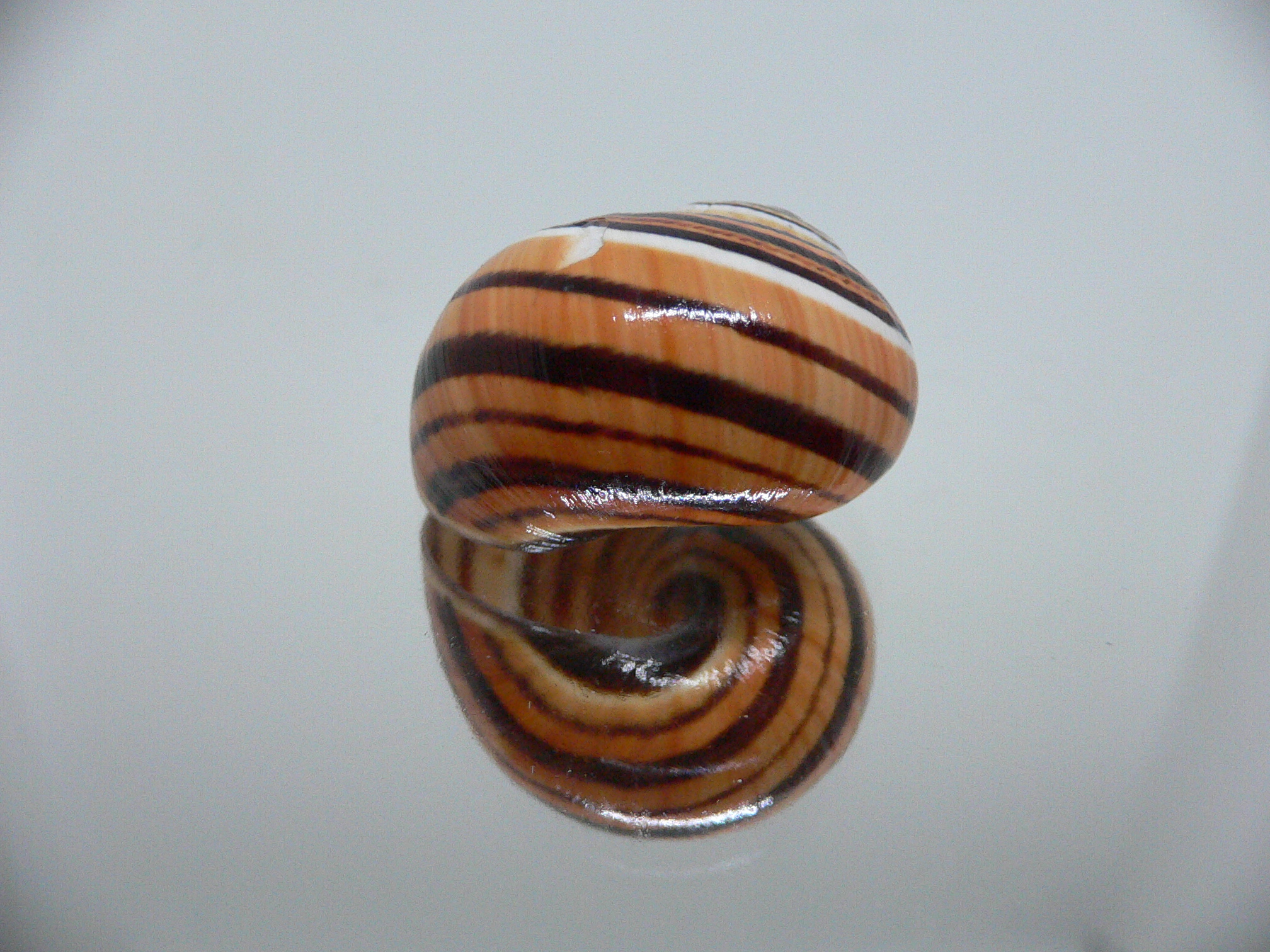 Polymita picta muscarum STRIPES