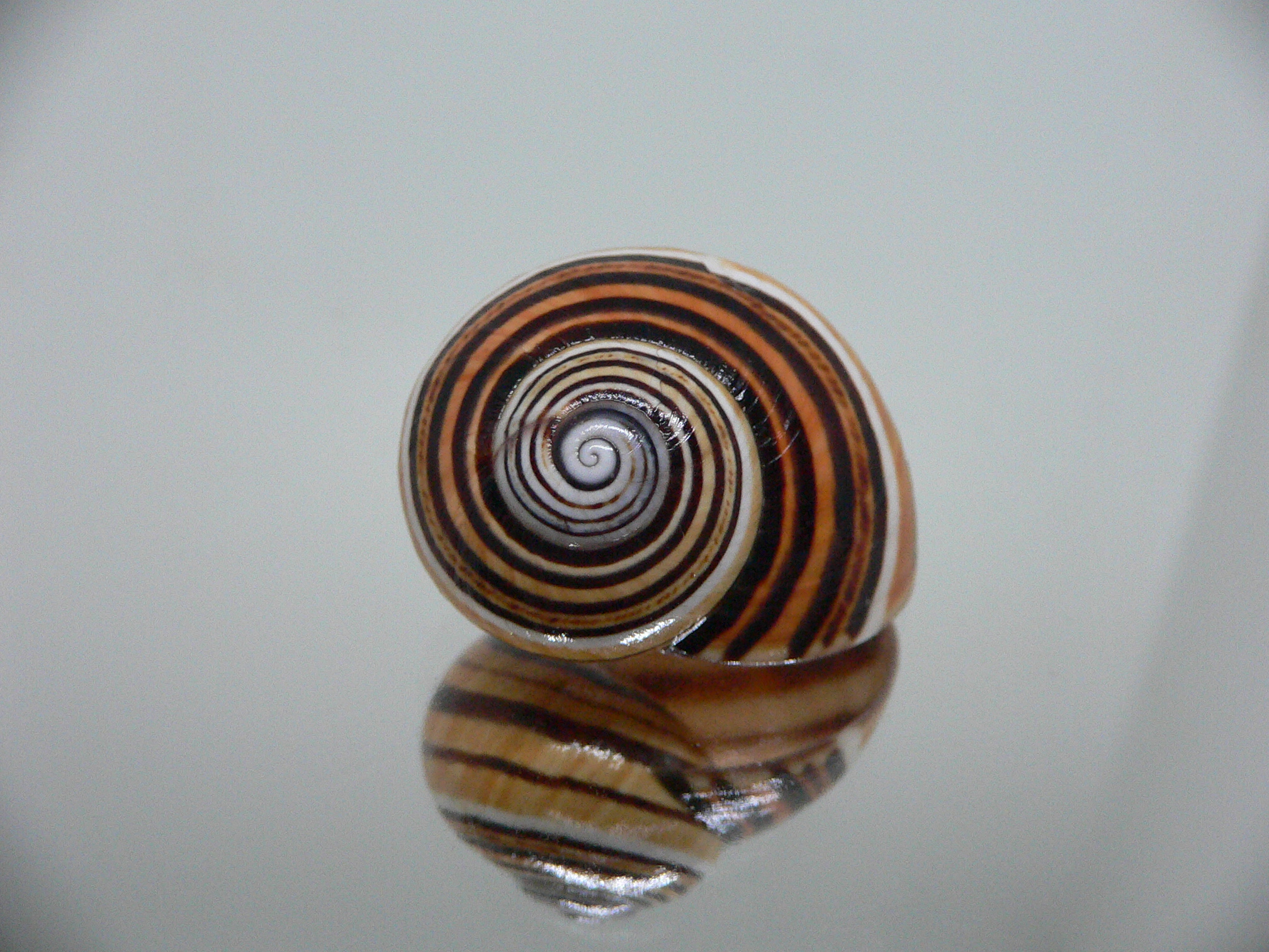 Polymita picta muscarum STRIPES