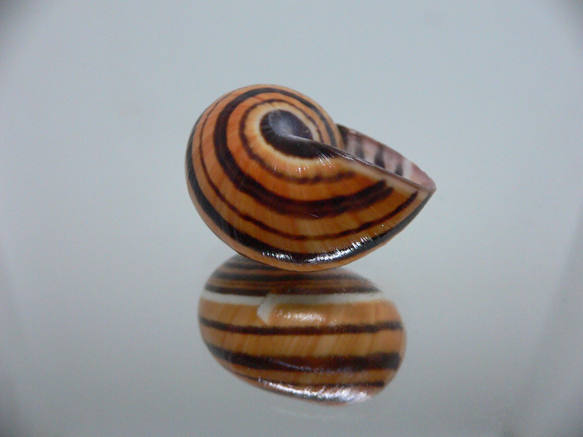 Polymita picta muscarum STRIPES