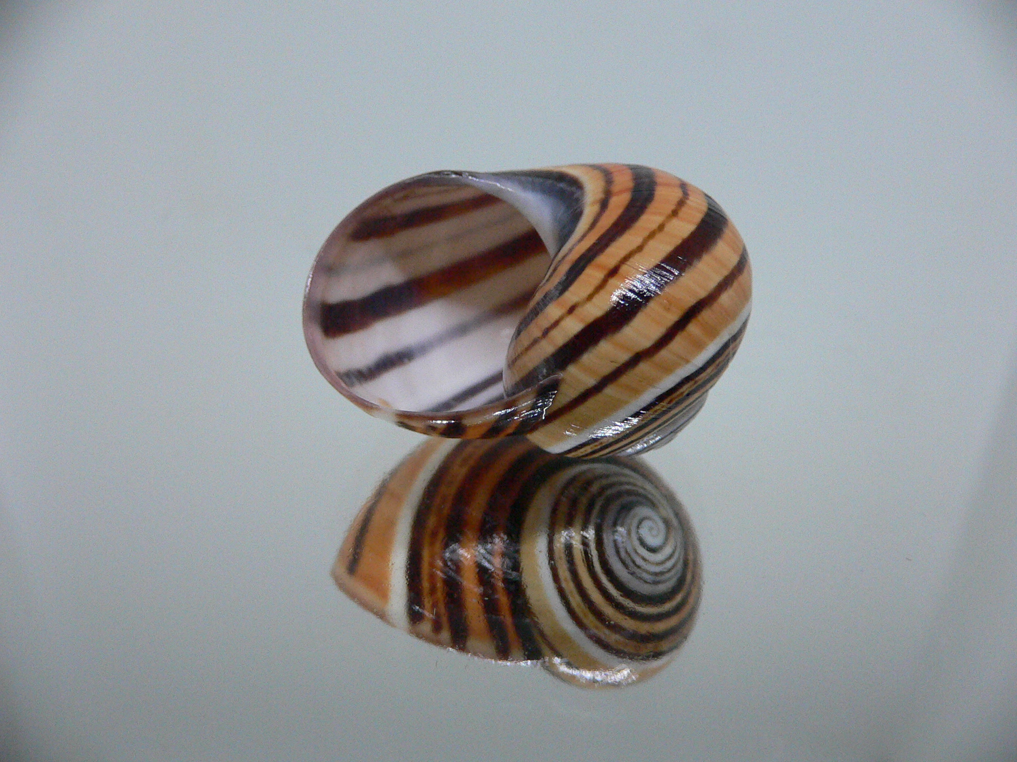 Polymita picta muscarum STRIPES