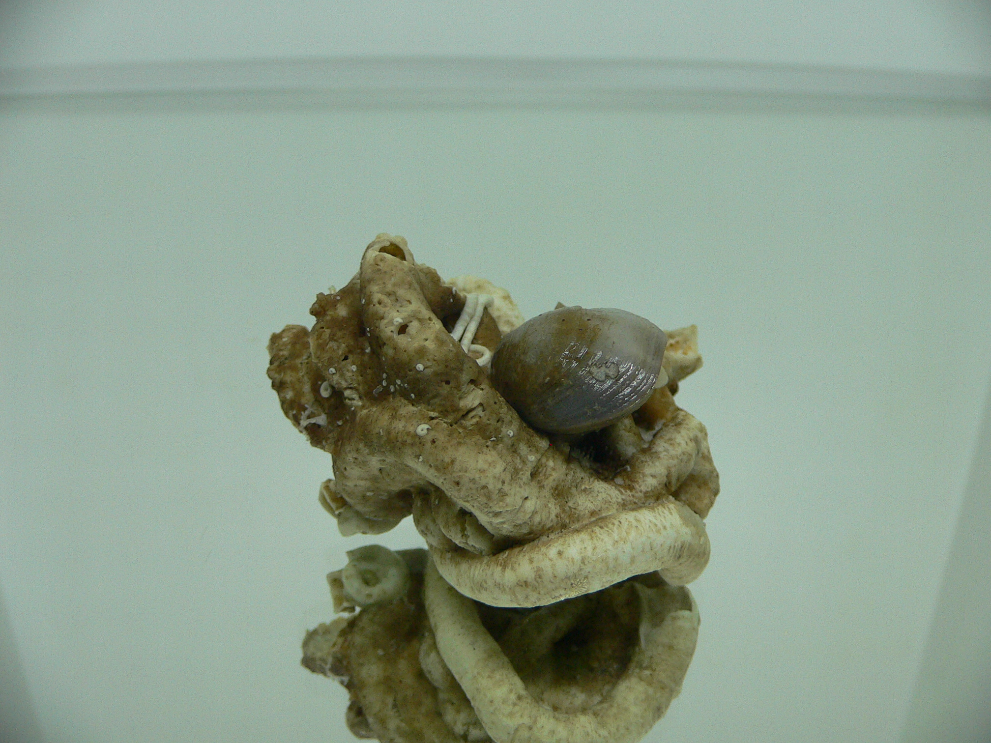Колония Serpula SP. + Campages SP.