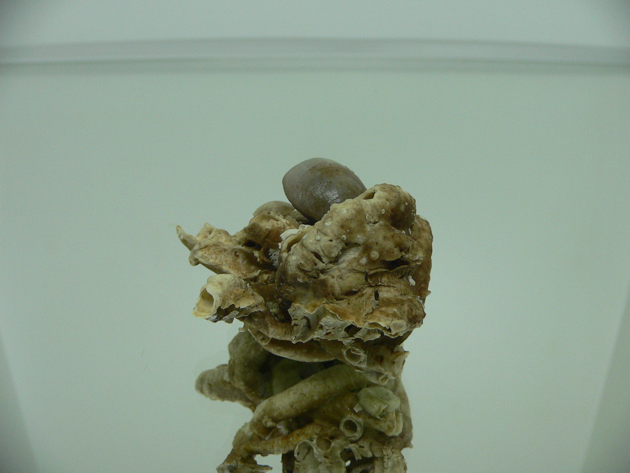 Колония Serpula SP. + Campages SP.