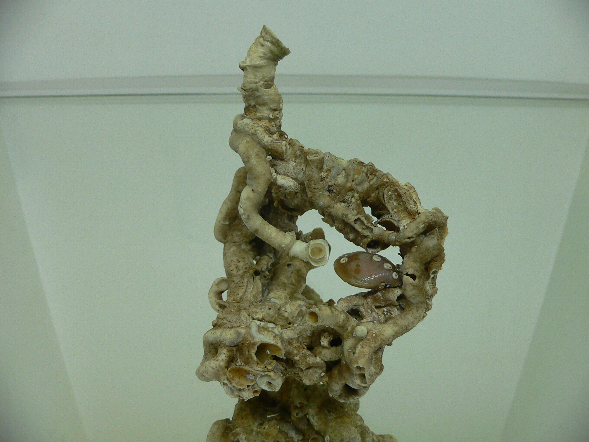 Колония Serpula SP. + Campages SP.