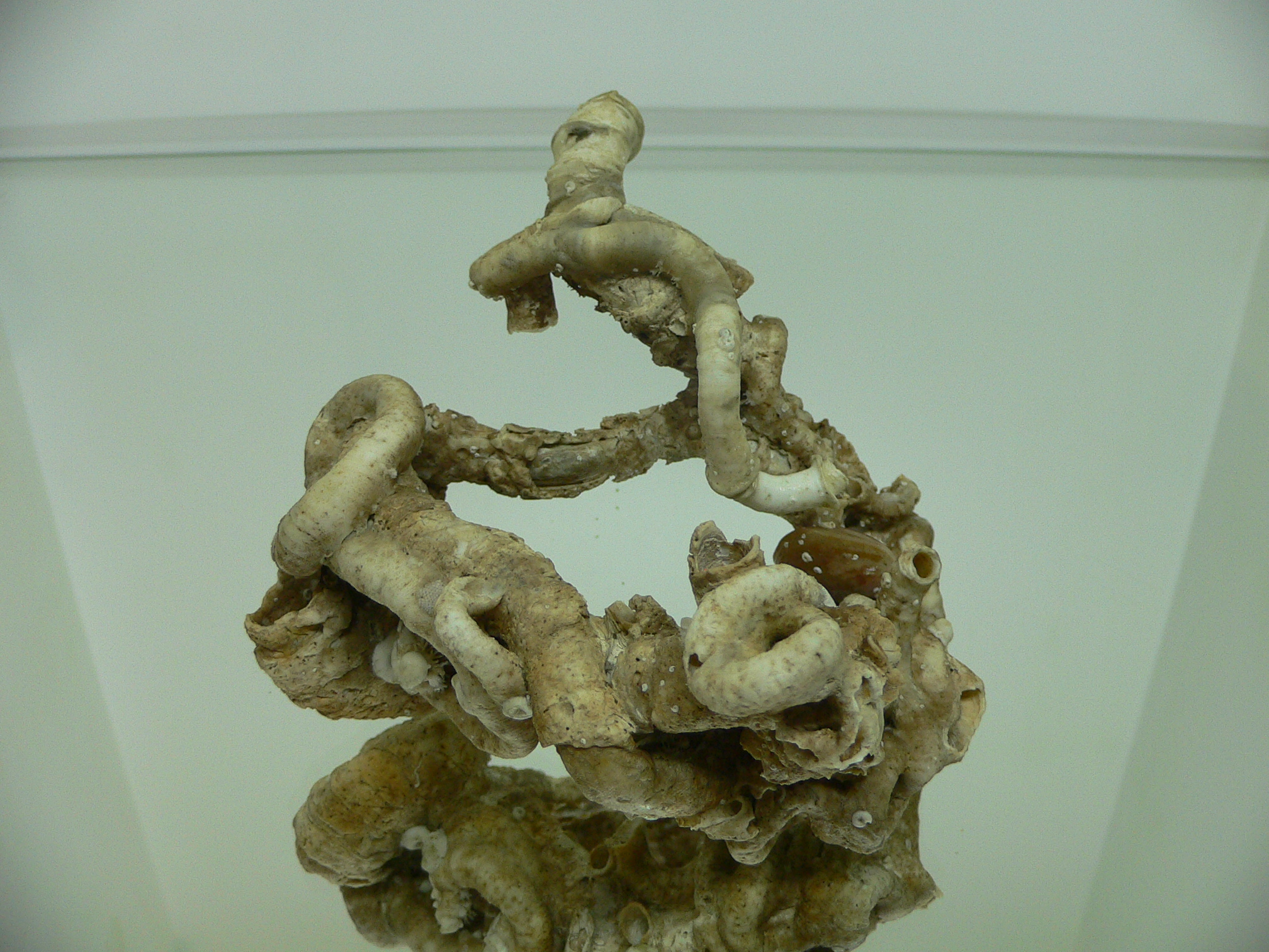 Колония Serpula SP. + Campages SP.