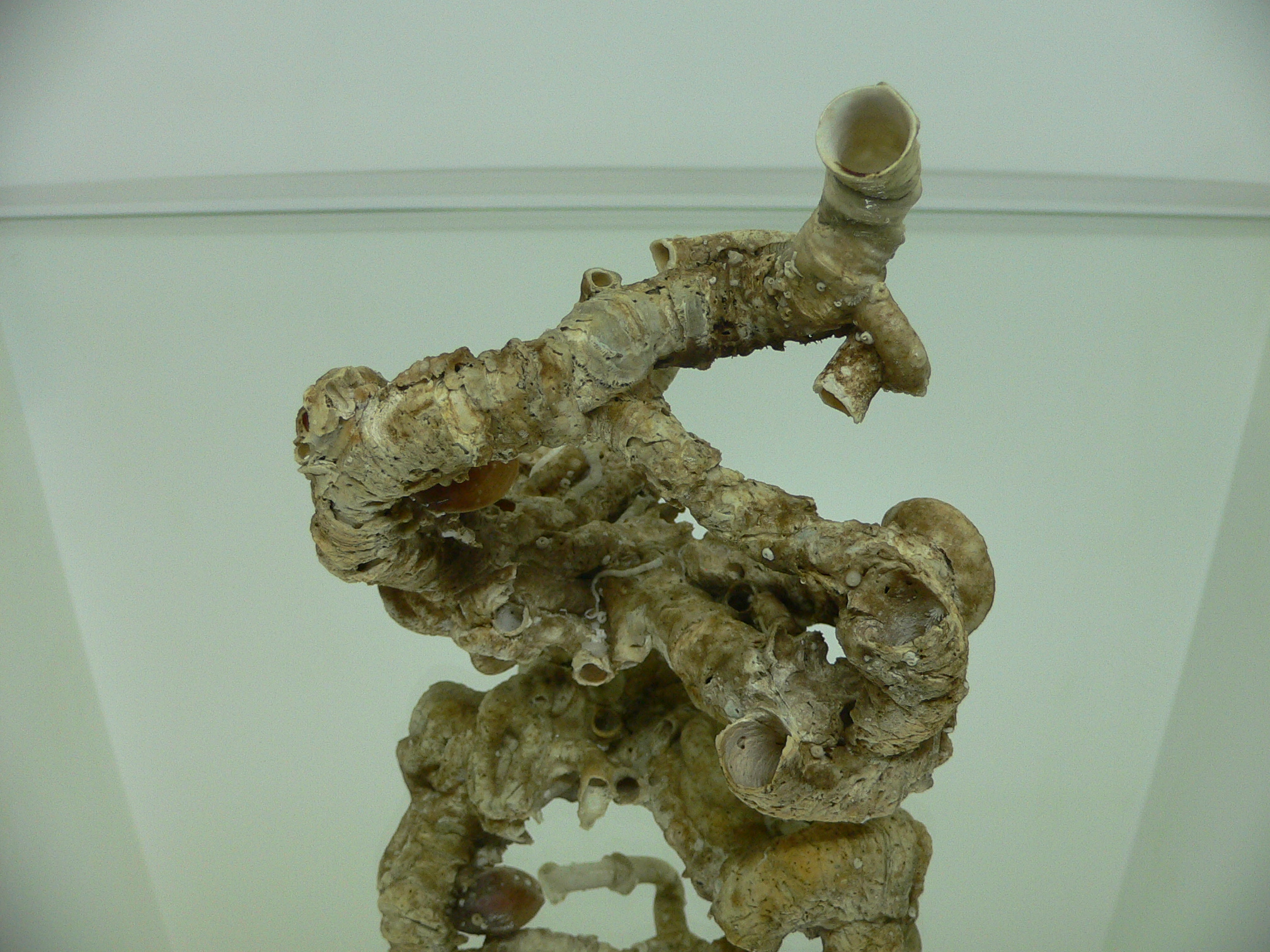 Колония Serpula SP. + Campages SP.