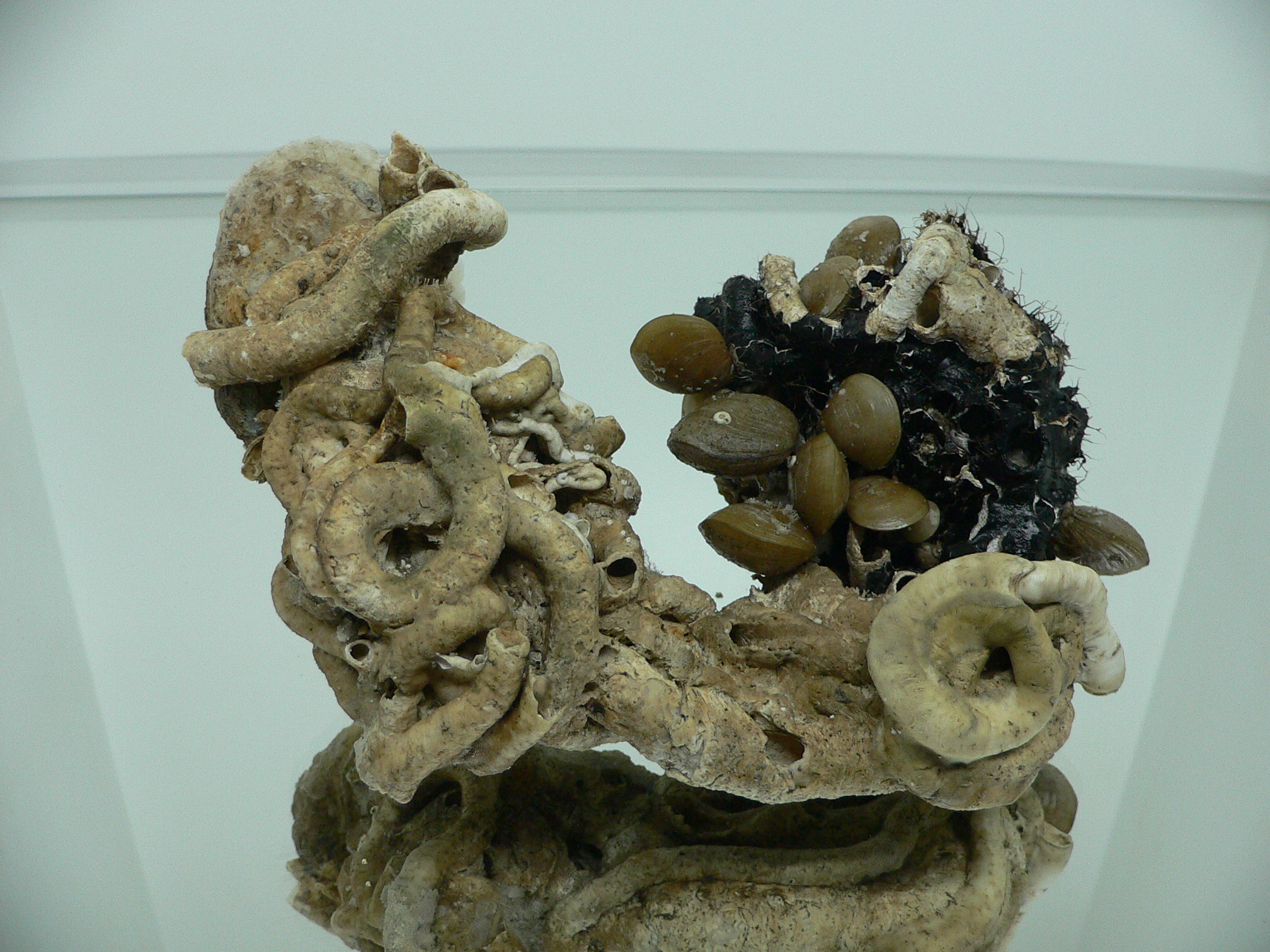 Колония Serpula SP. + Campages SP. + Двустворка