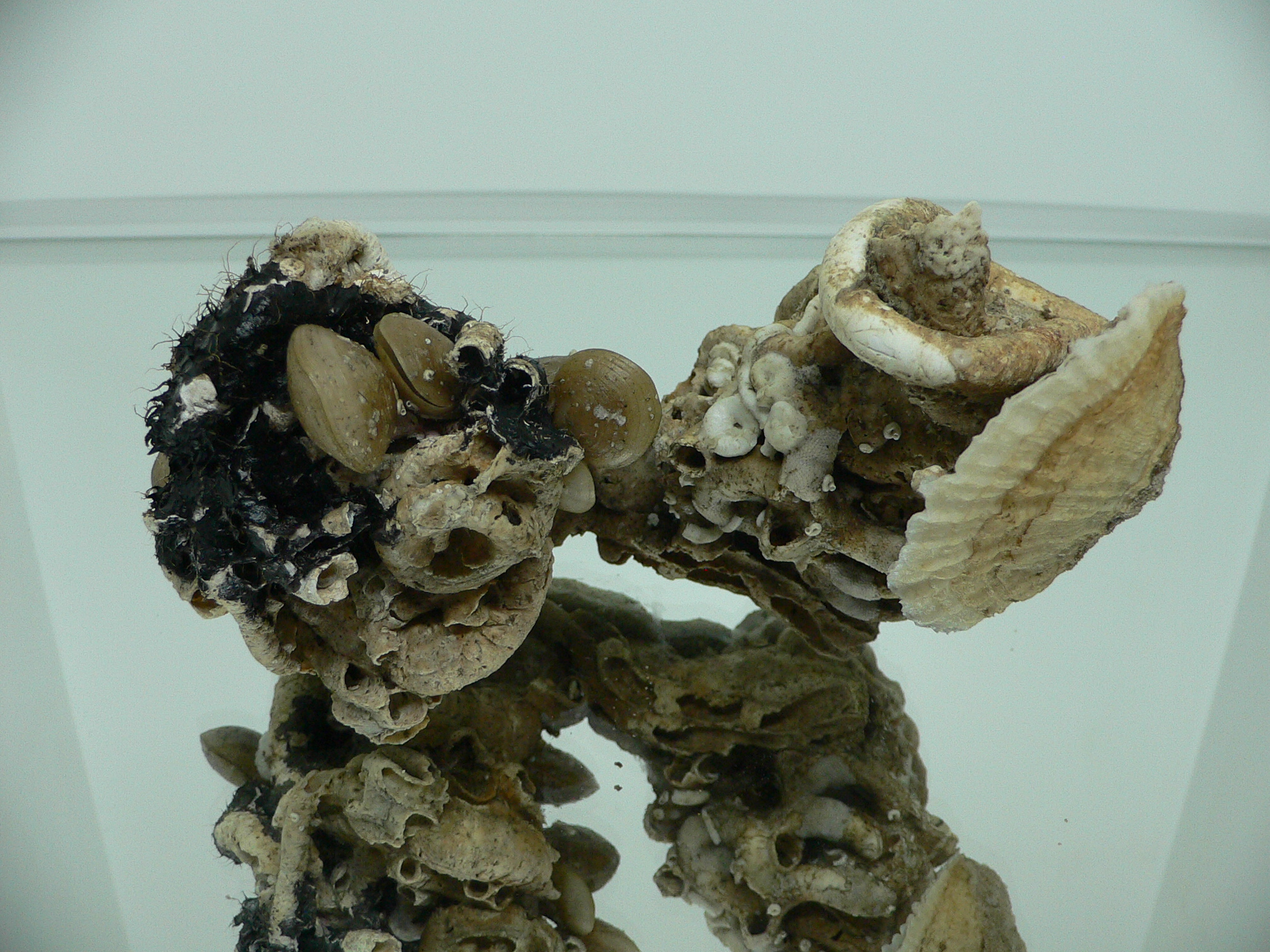 Колония Serpula SP. + Campages SP. + Двустворка