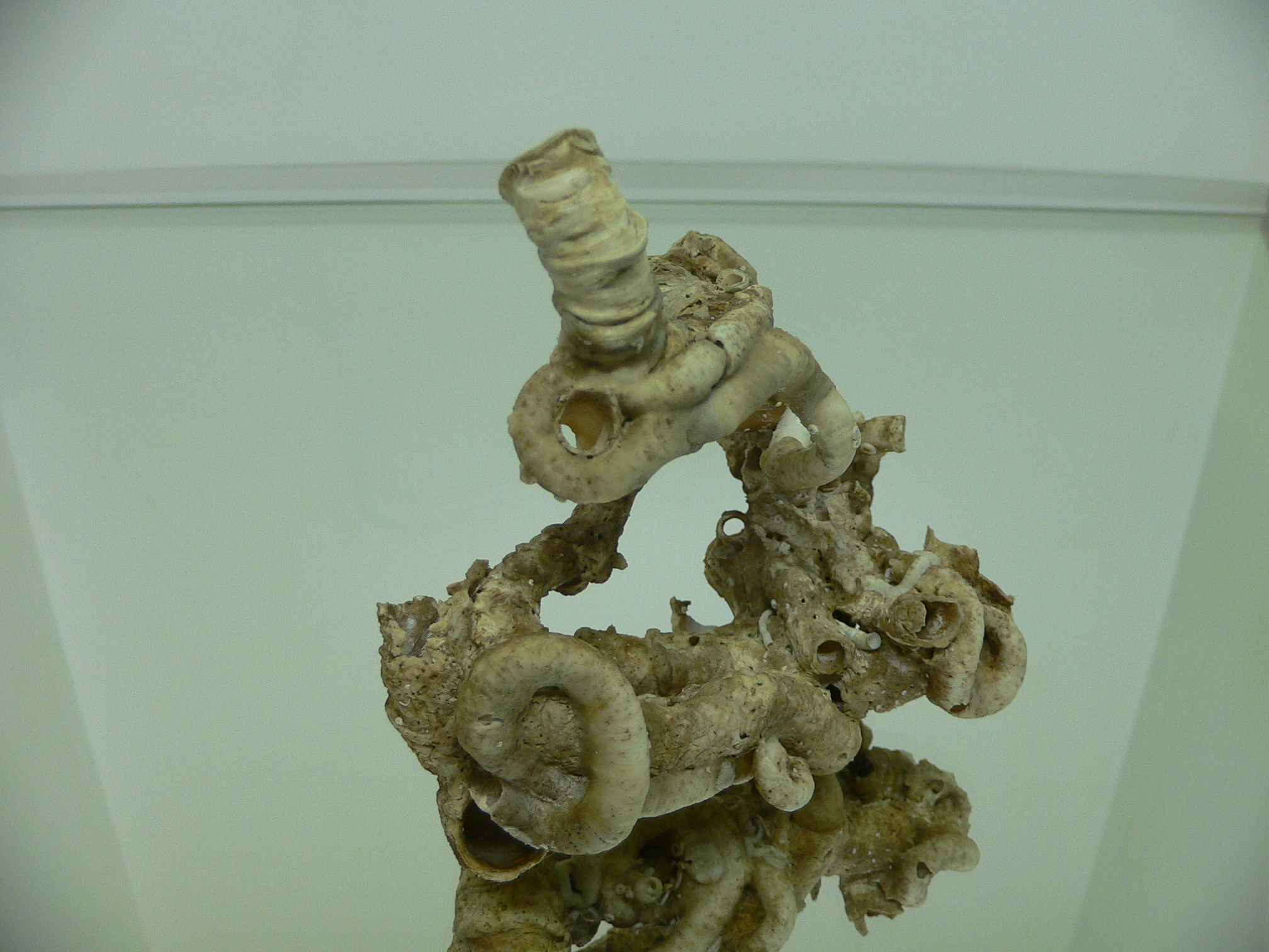 Колония Serpula SP. + Campages SP.