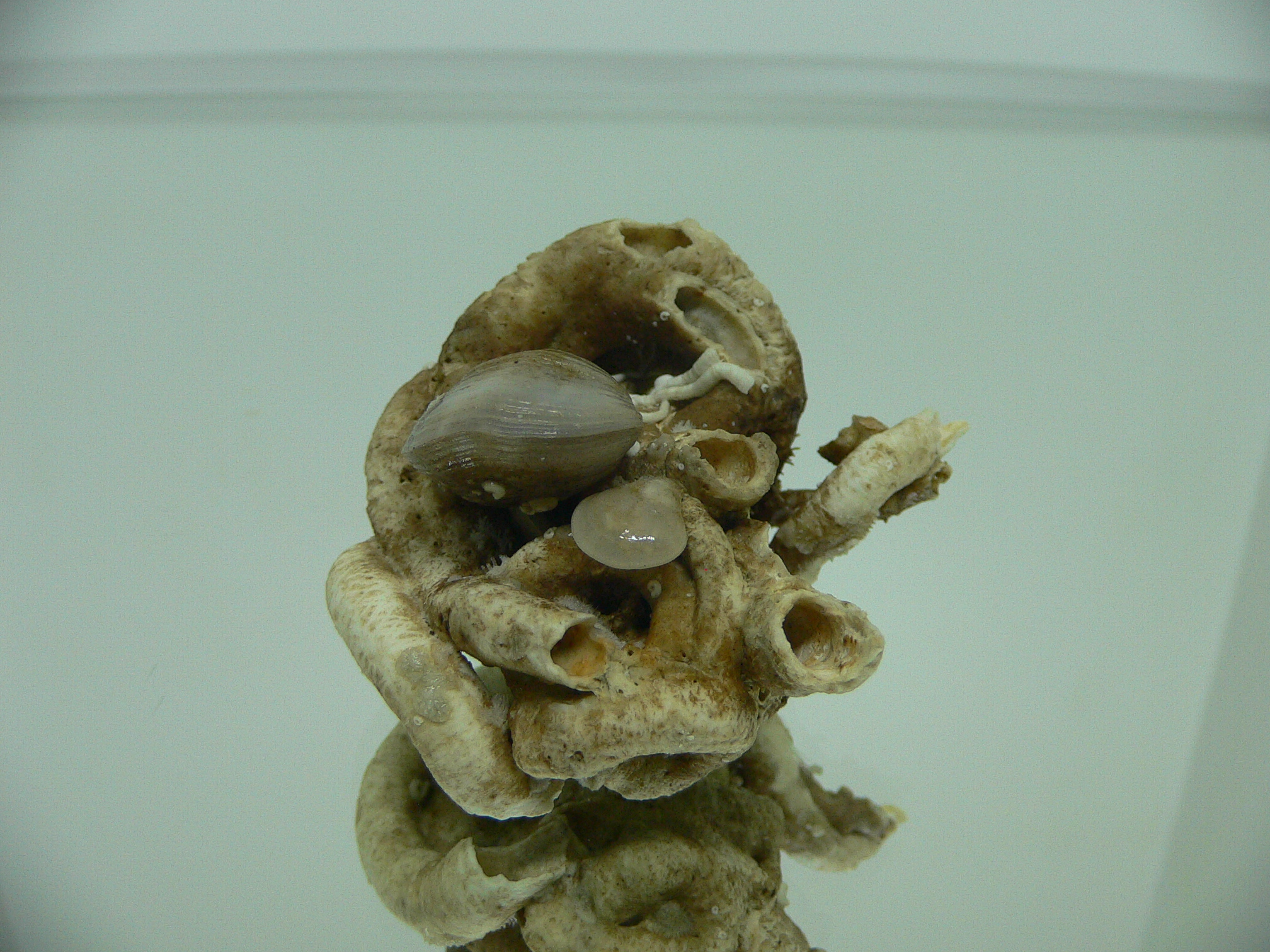 Колония Serpula SP. + Campages SP.