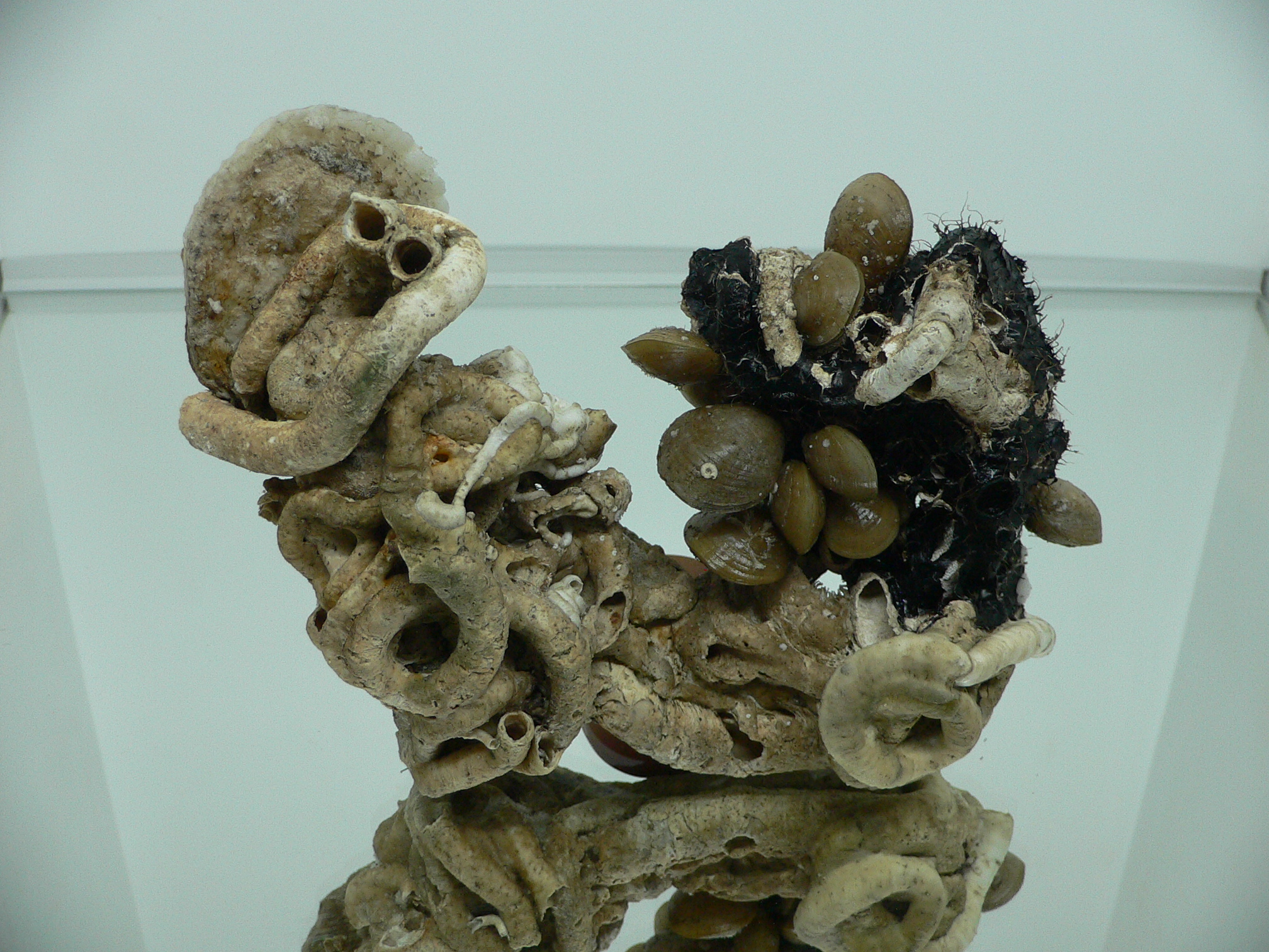 Колония Serpula SP. + Campages SP. + Двустворка