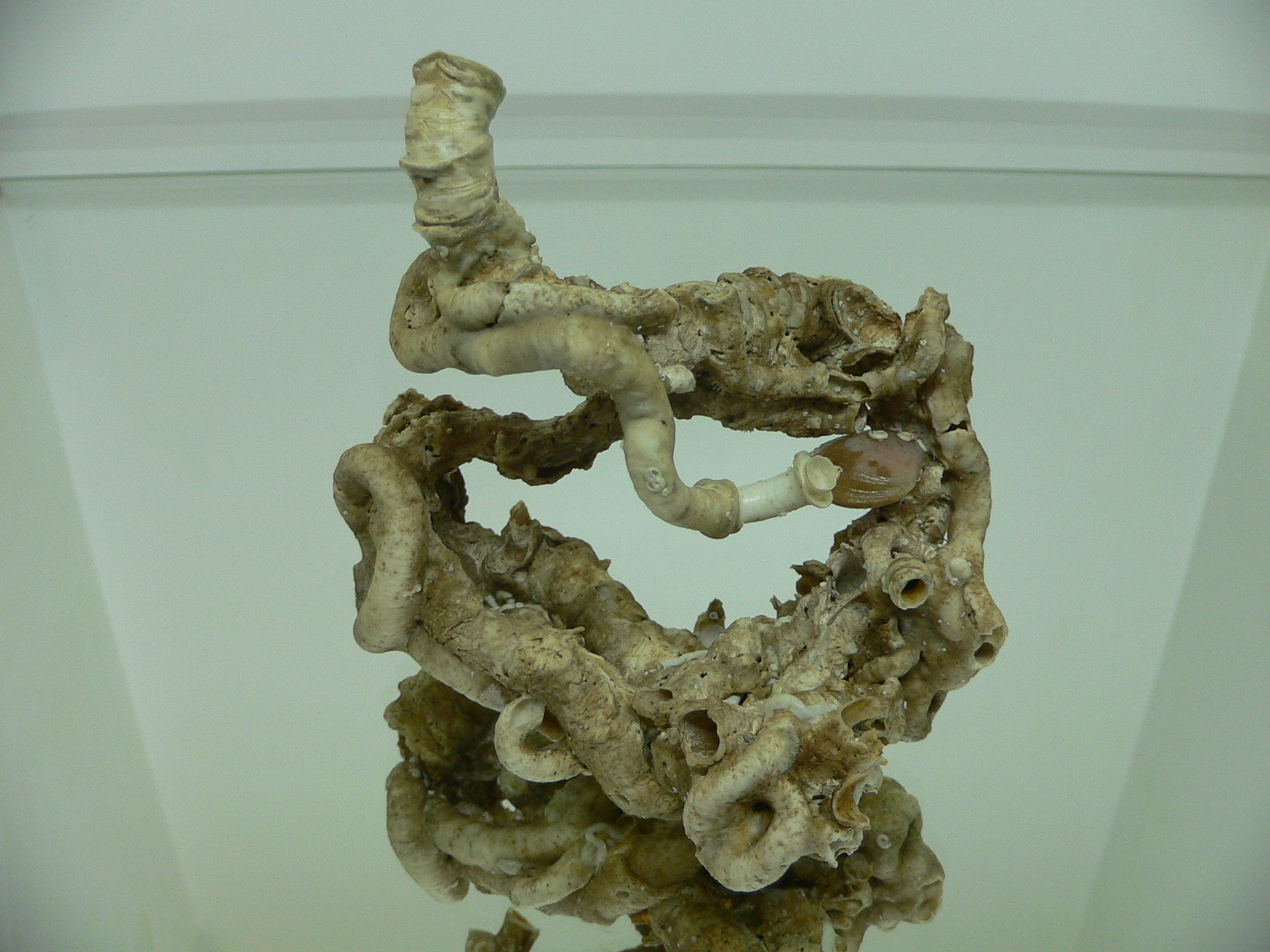 Колония Serpula SP. + Campages SP.