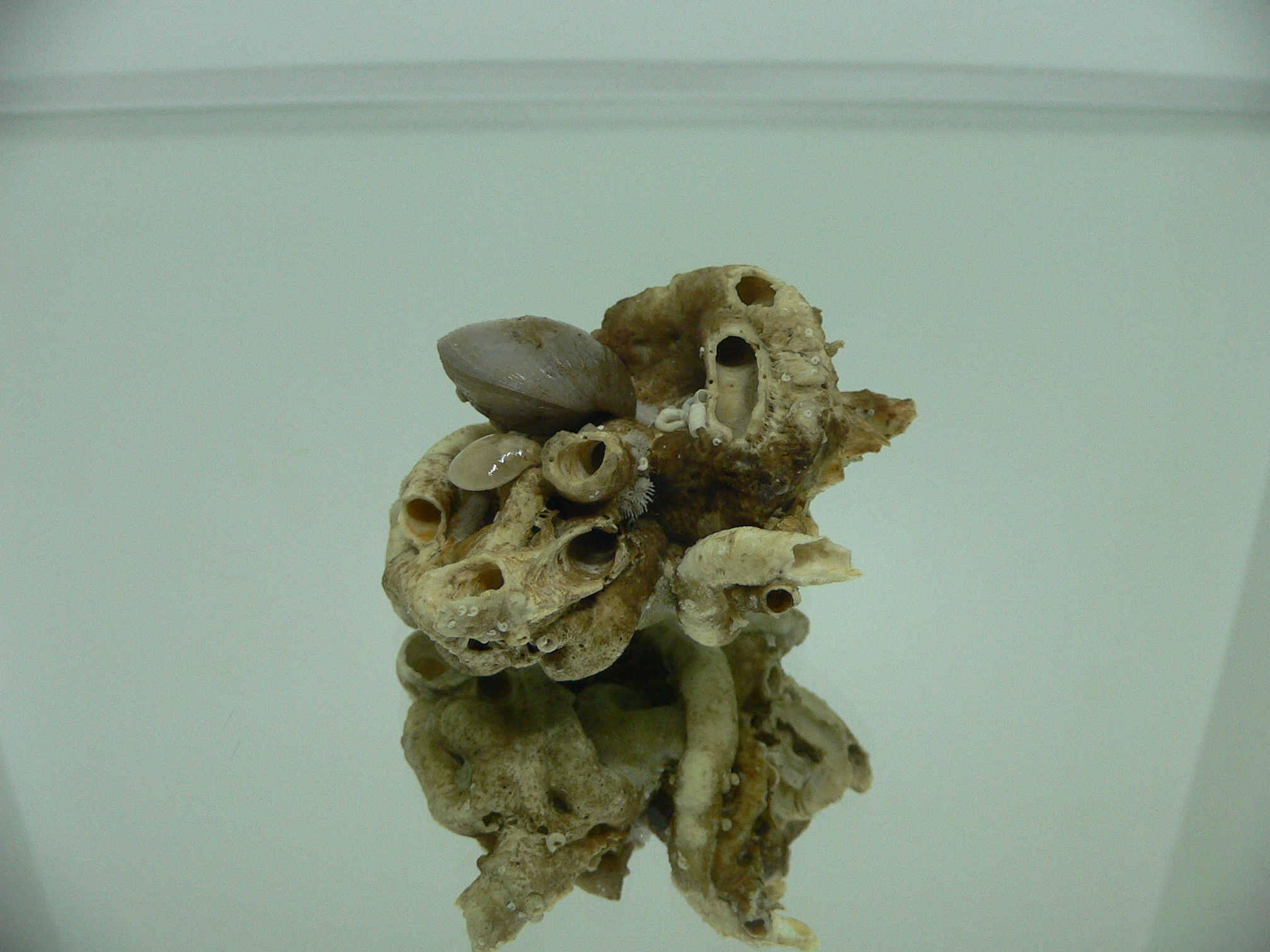Колония Serpula SP. + Campages SP.