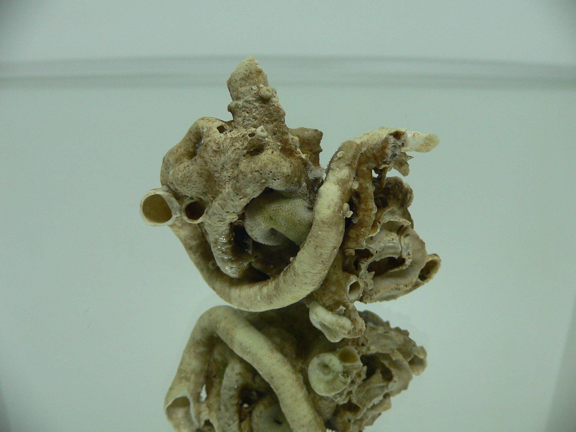 Колония Serpula SP. + Campages SP.