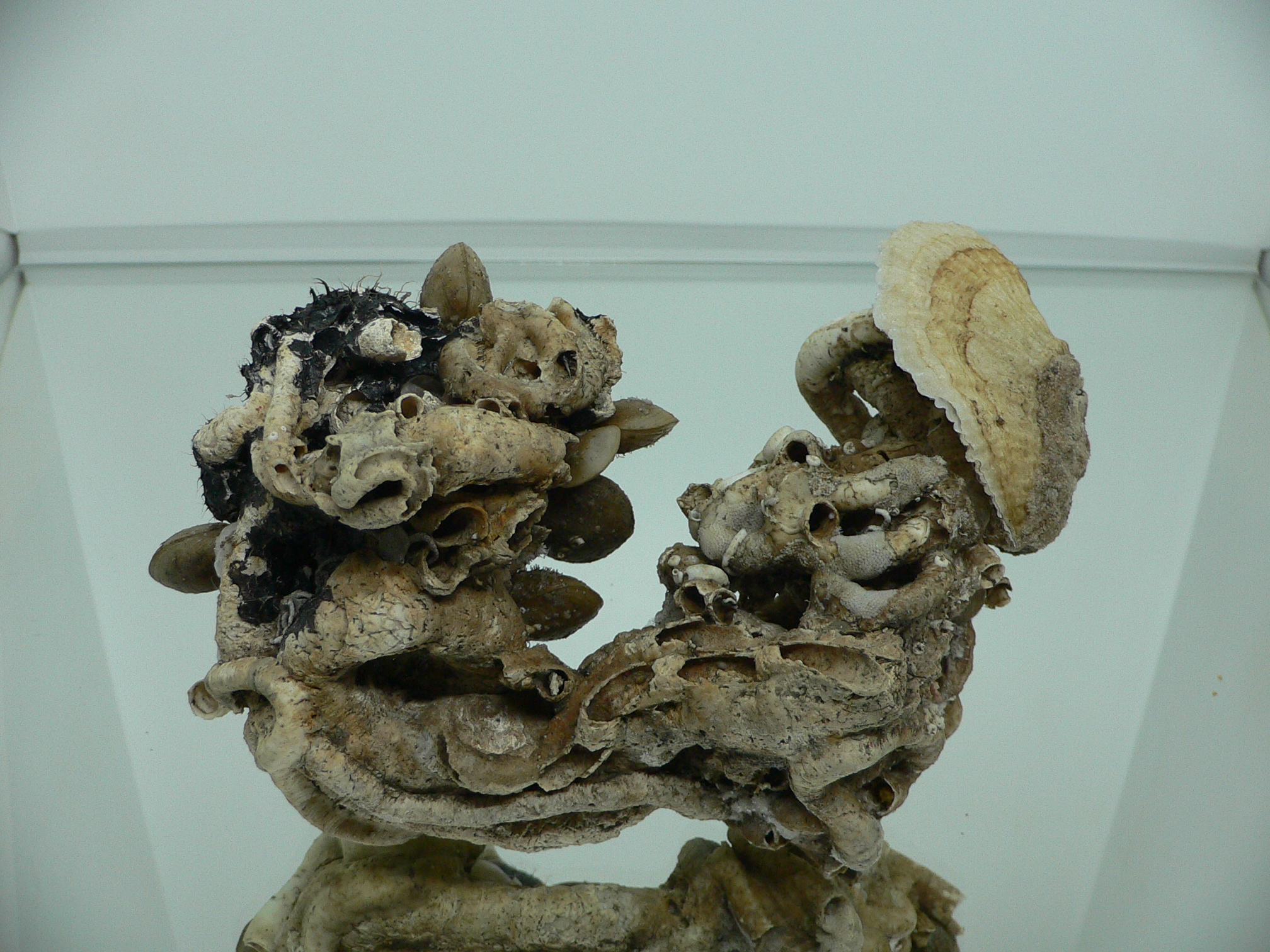 Колония Serpula SP. + Campages SP. + Двустворка