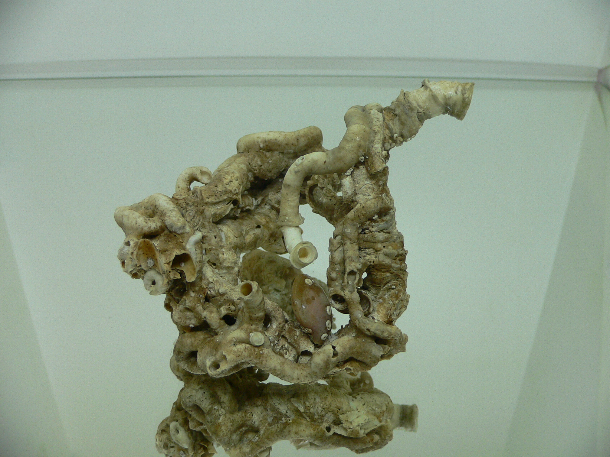 Колония Serpula SP. + Campages SP.