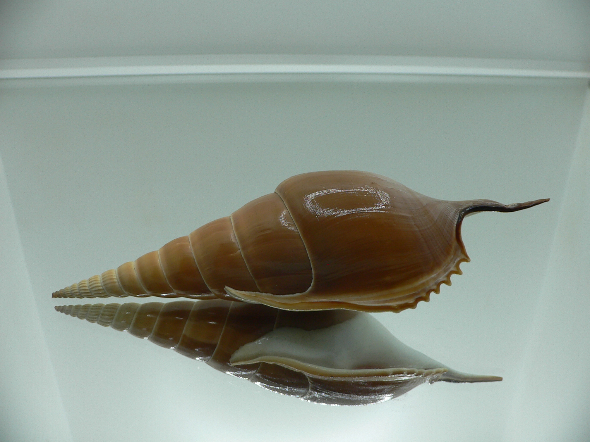 Tibia insulaechorab luteostoma (var.)