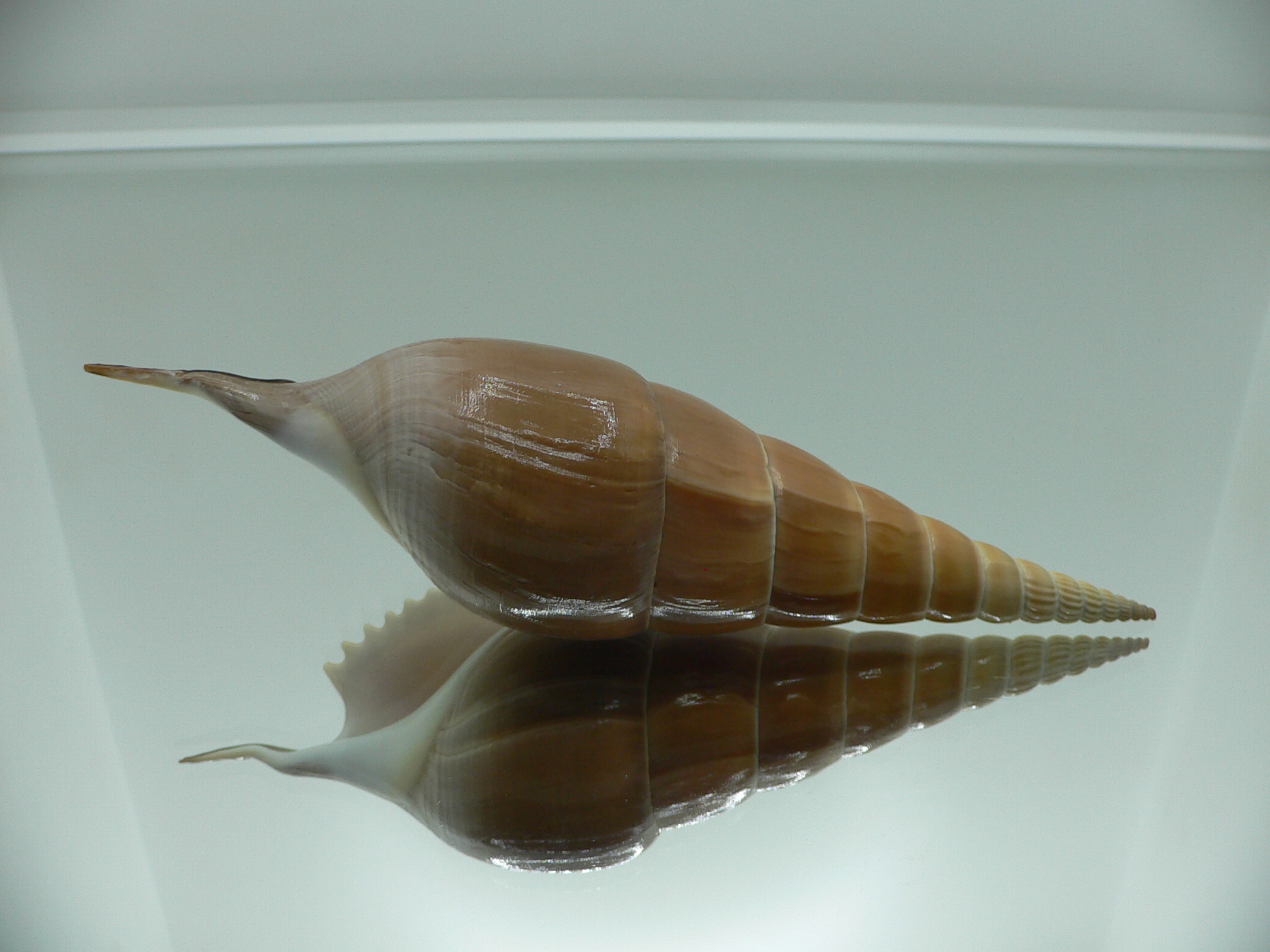 Tibia insulaechorab luteostoma (var.)