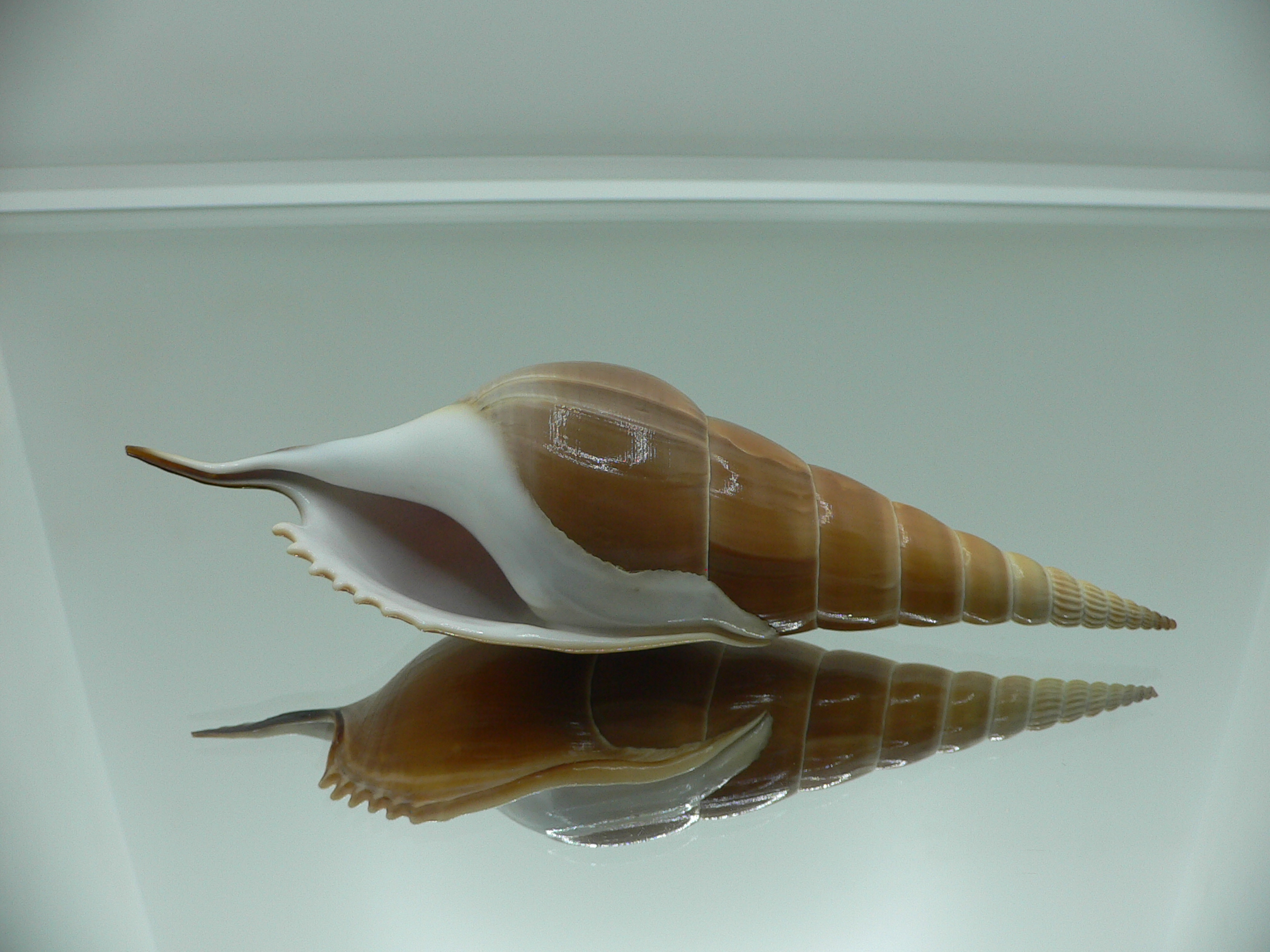 Tibia insulaechorab luteostoma (var.)