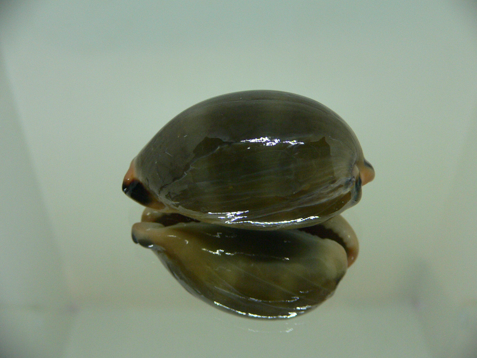 Cypraea lurida lurida 2