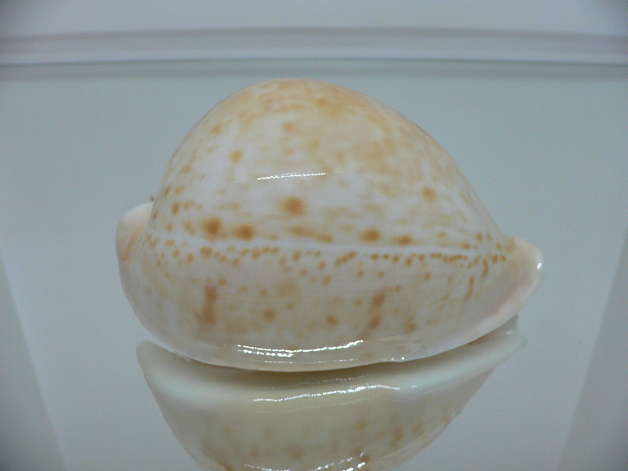 Cypraea armeniaca armeniaca BIG