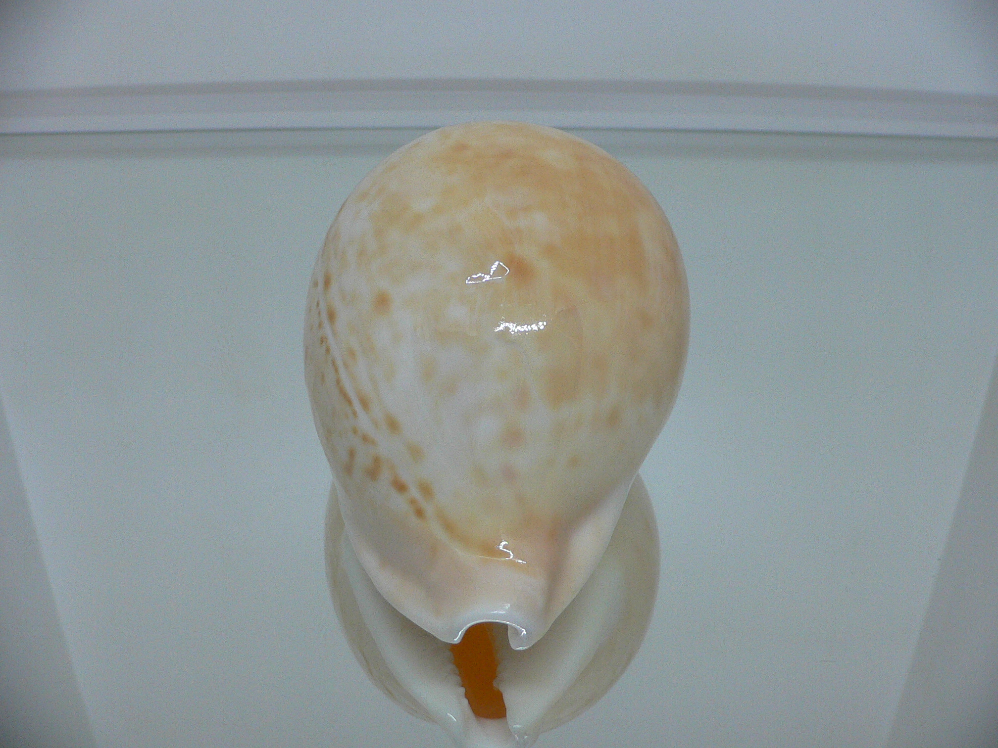 Cypraea armeniaca armeniaca BIG