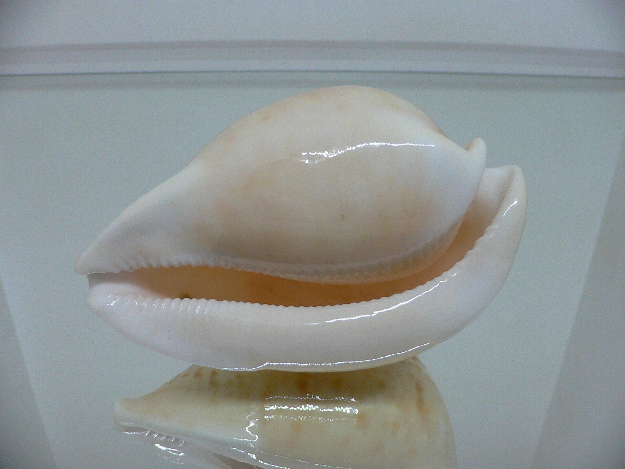 Cypraea armeniaca armeniaca BIG