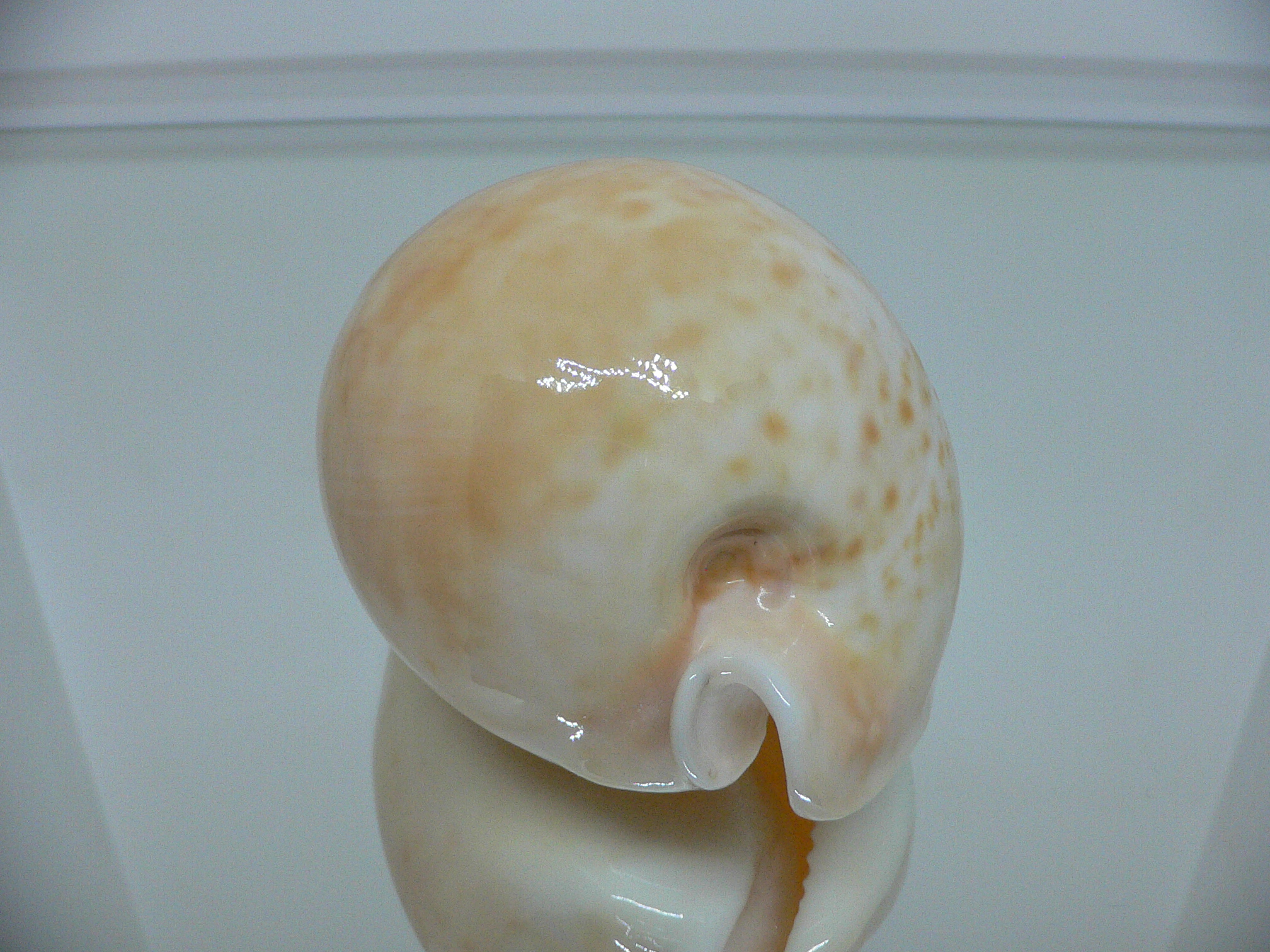 Cypraea armeniaca armeniaca BIG