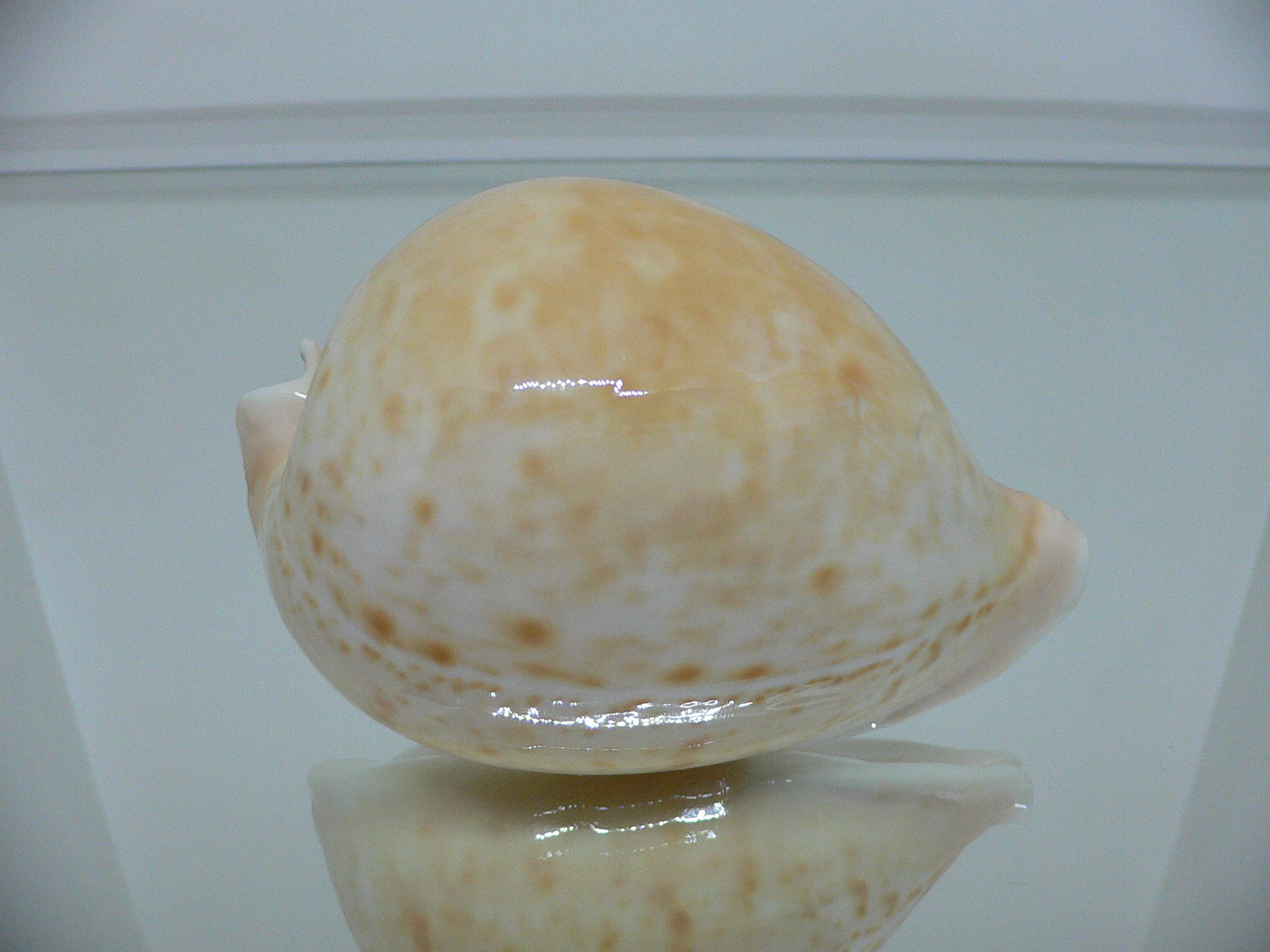 Cypraea armeniaca armeniaca BIG