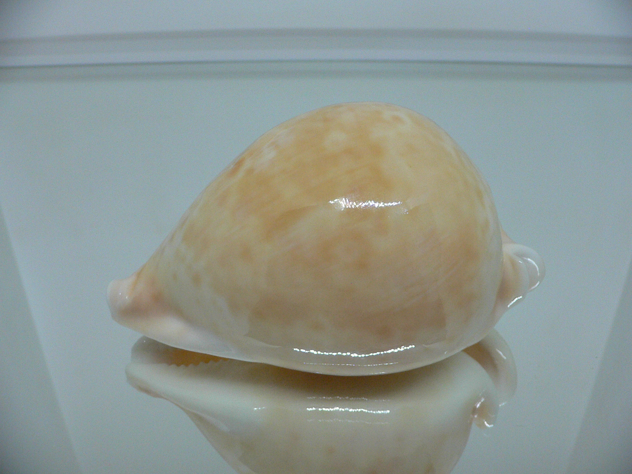 Cypraea armeniaca armeniaca BIG