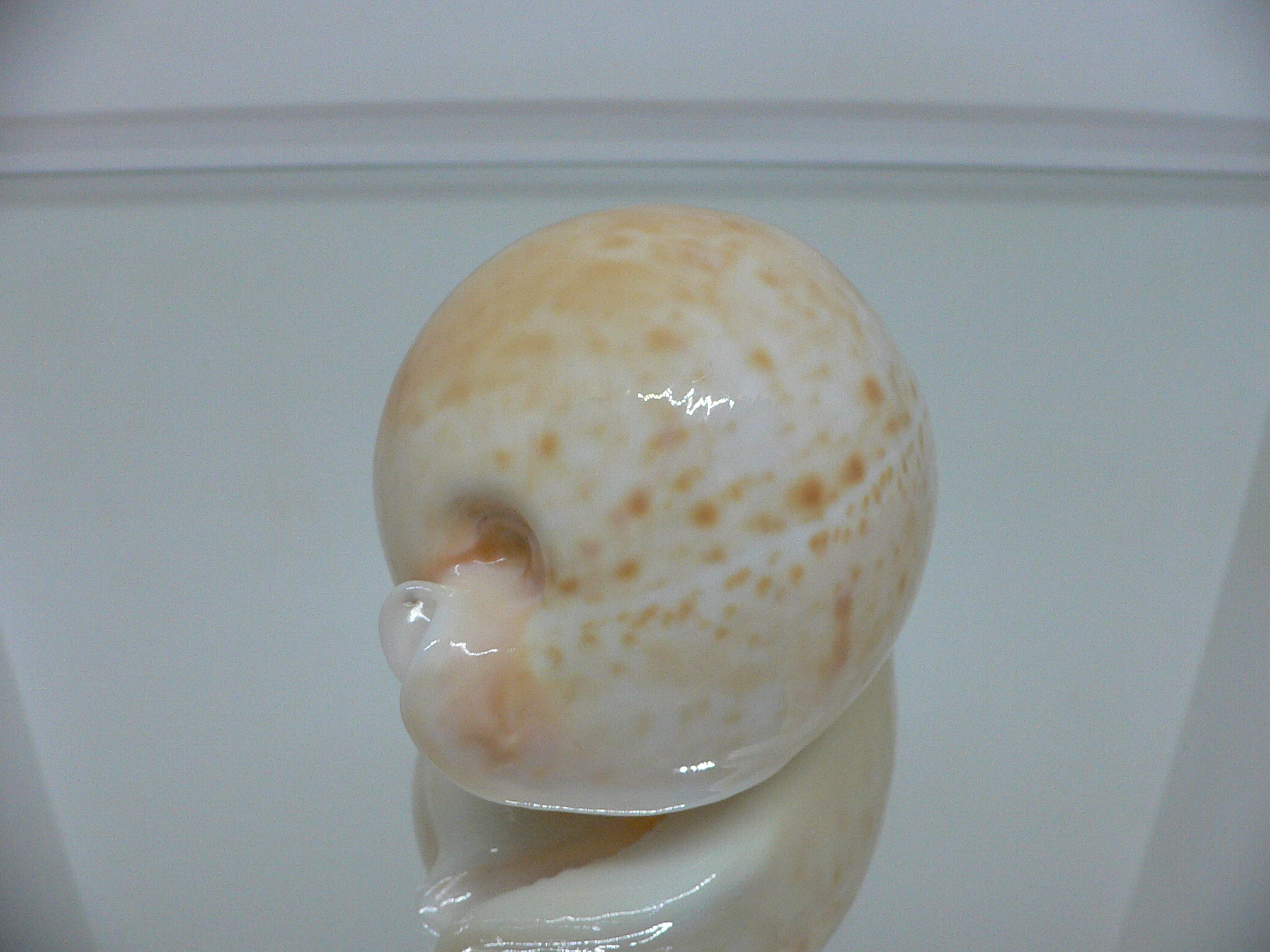 Cypraea armeniaca armeniaca BIG