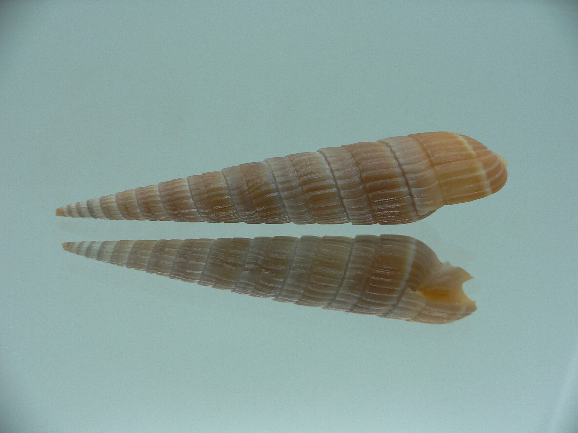 Duplicaria duplicata