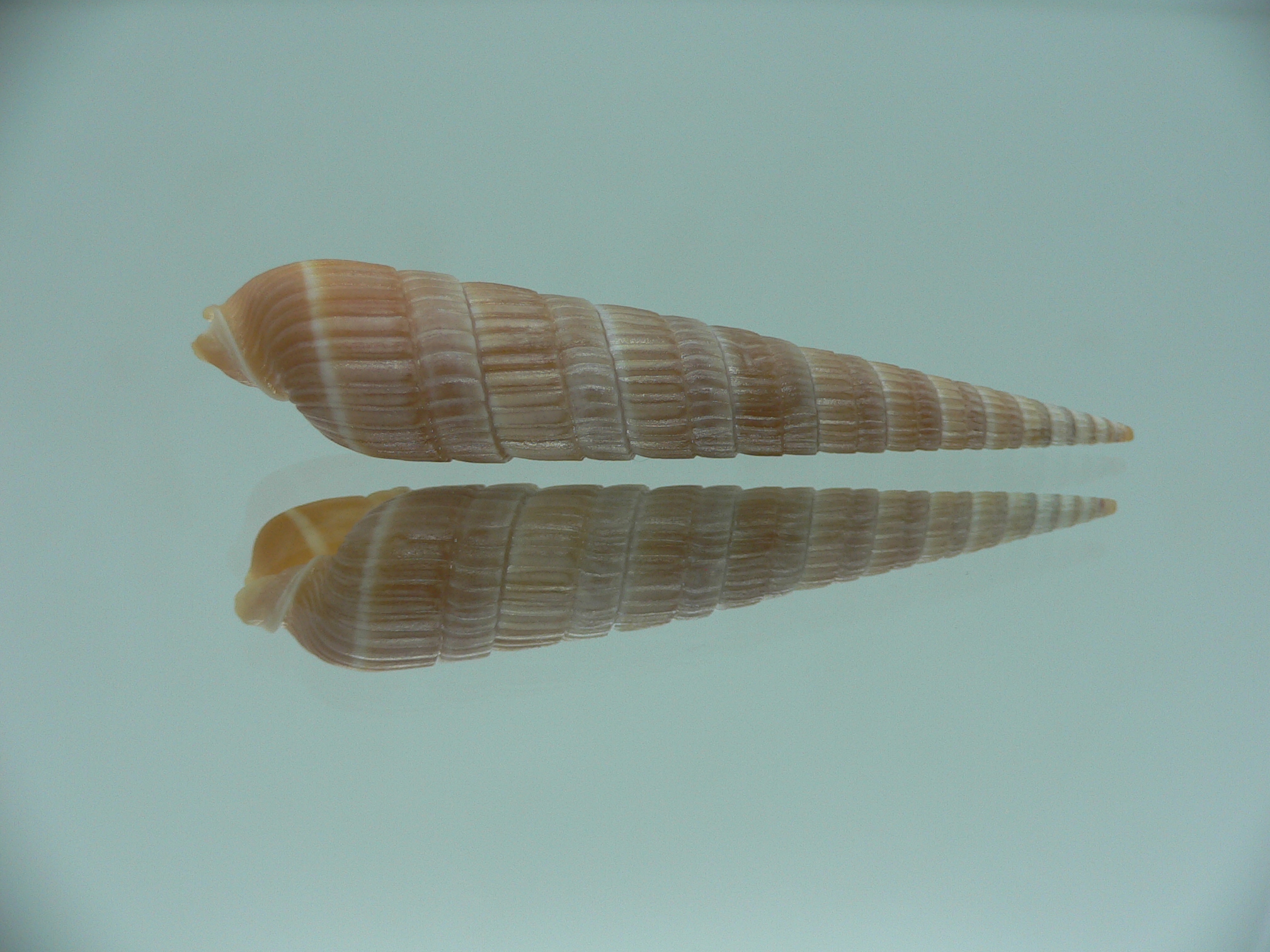 Duplicaria duplicata