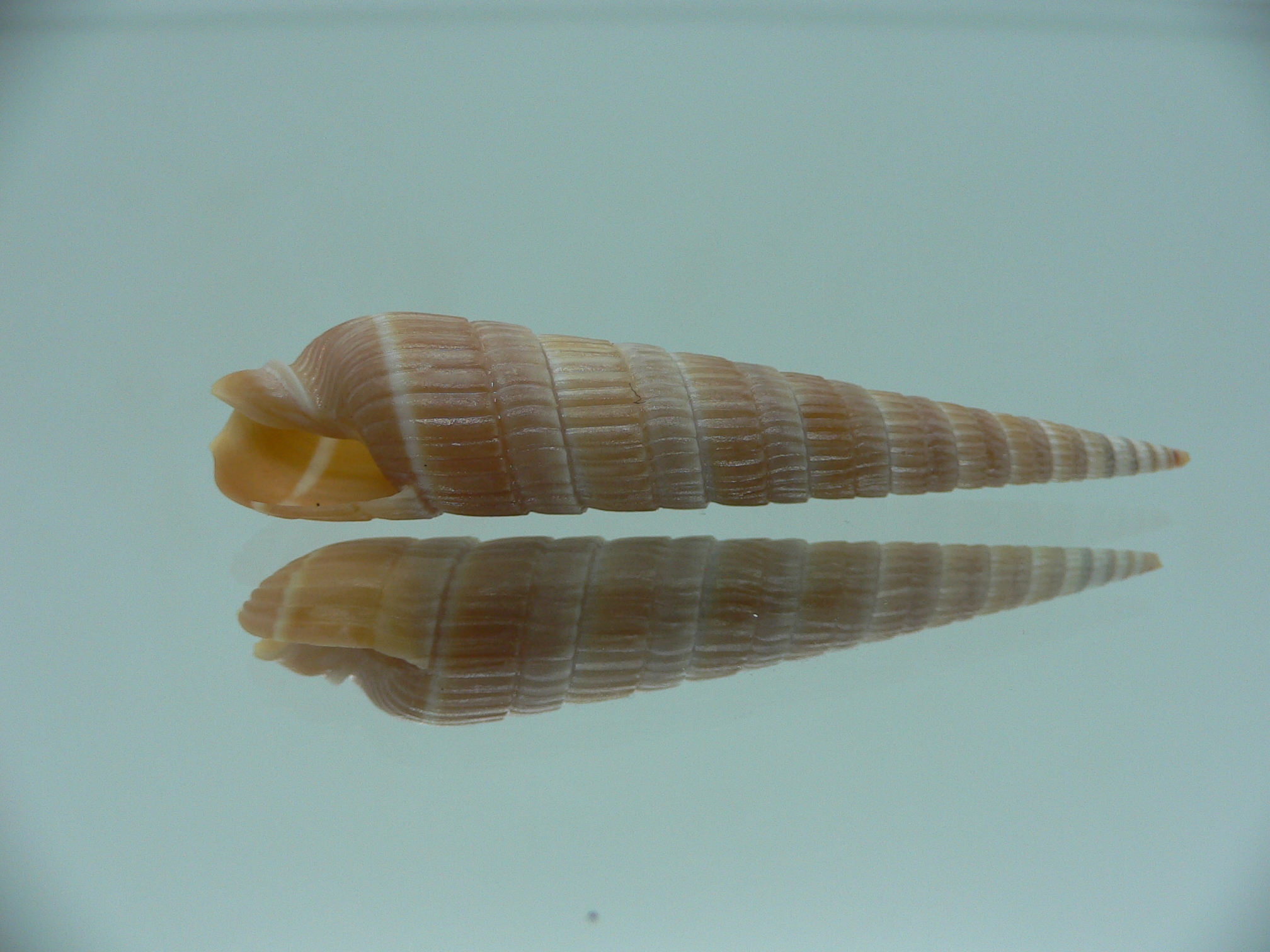 Duplicaria duplicata