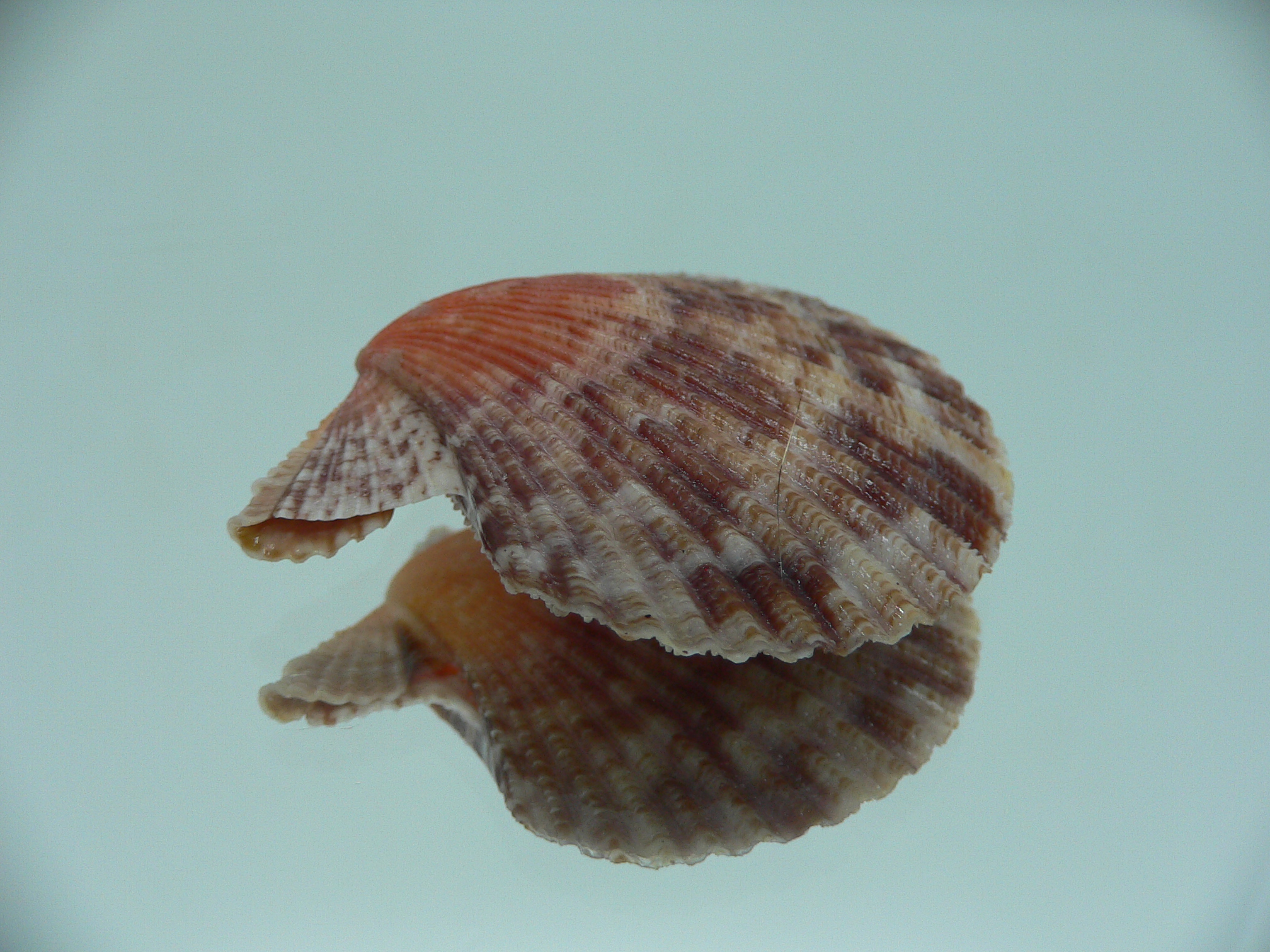 Volachlamys singaporina BICOLOR
