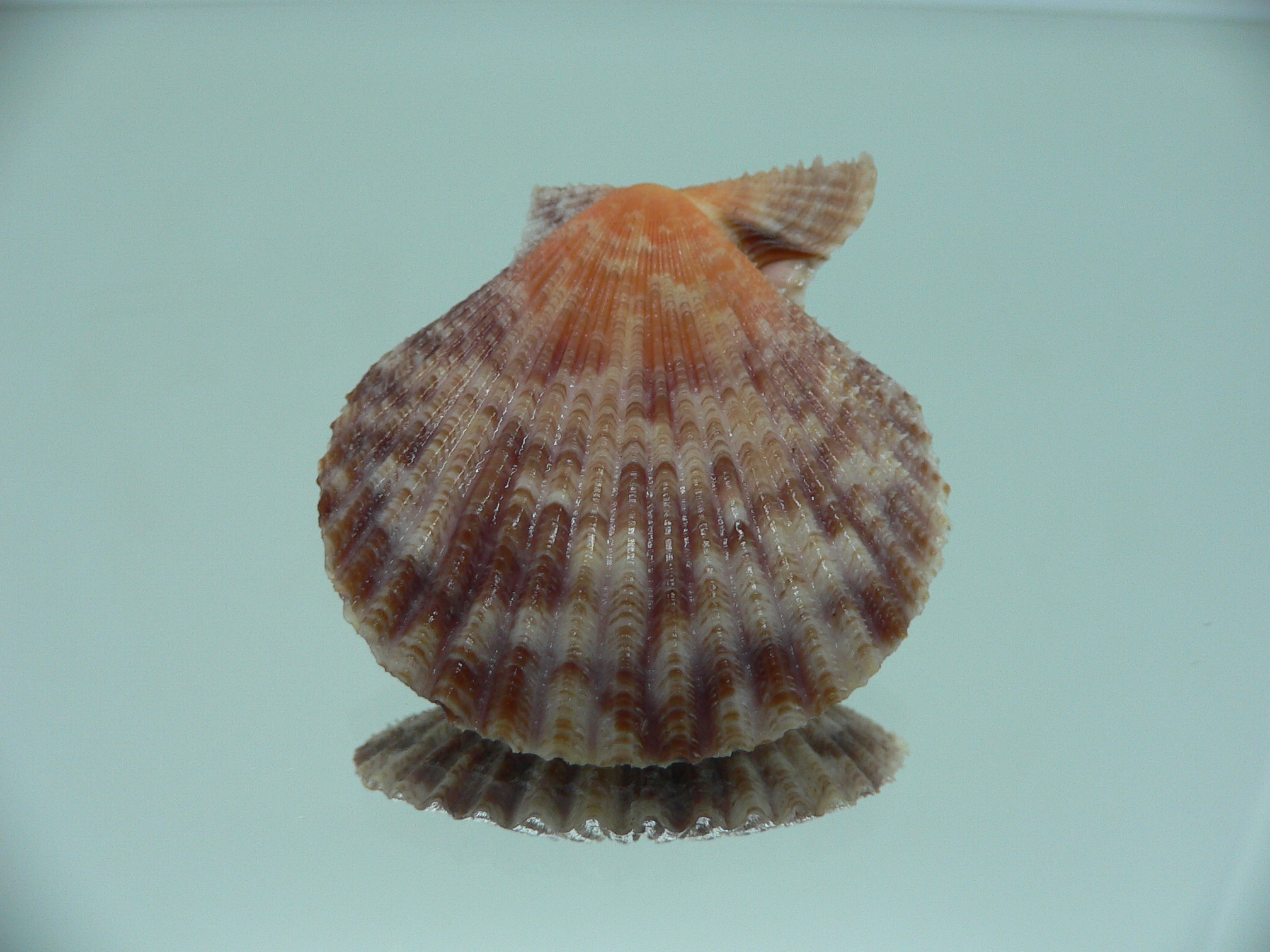 Volachlamys singaporina BICOLOR