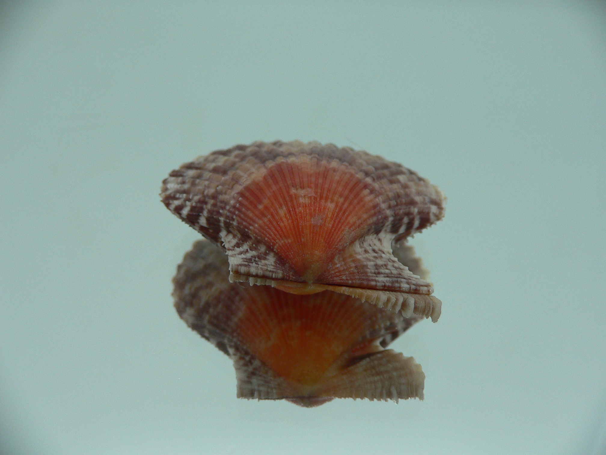 Volachlamys singaporina BICOLOR