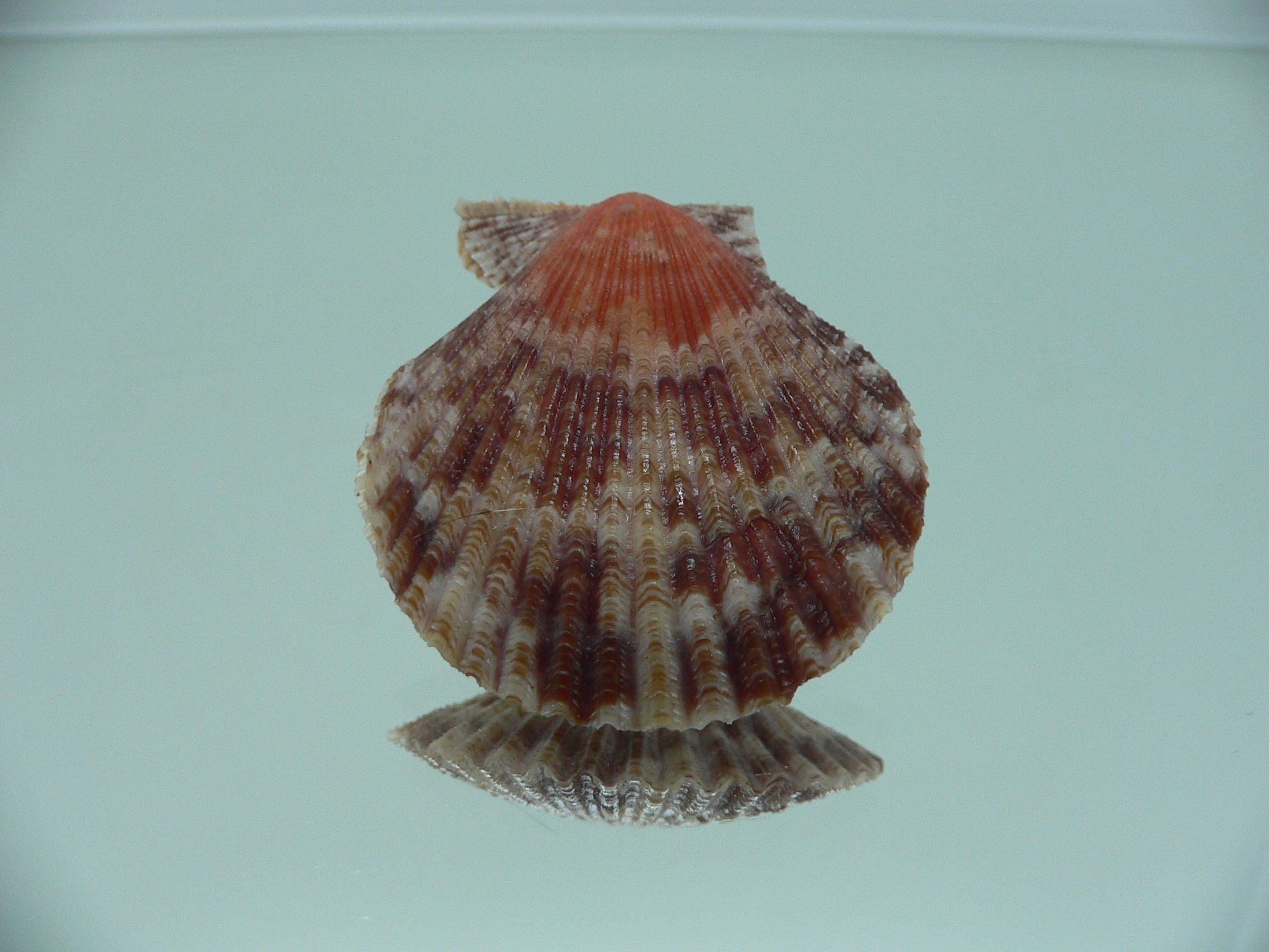 Volachlamys singaporina BICOLOR