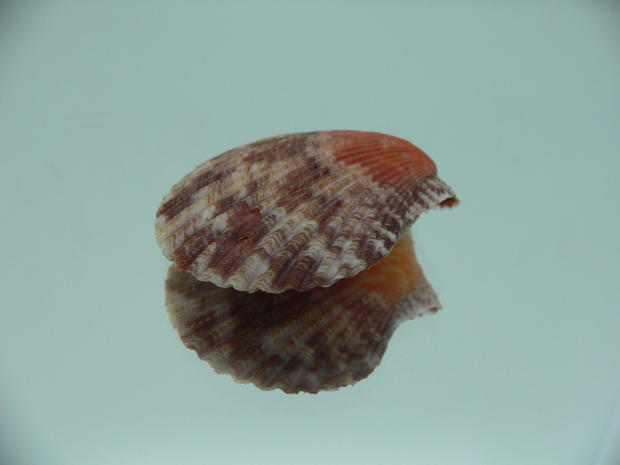 Volachlamys singaporina BICOLOR