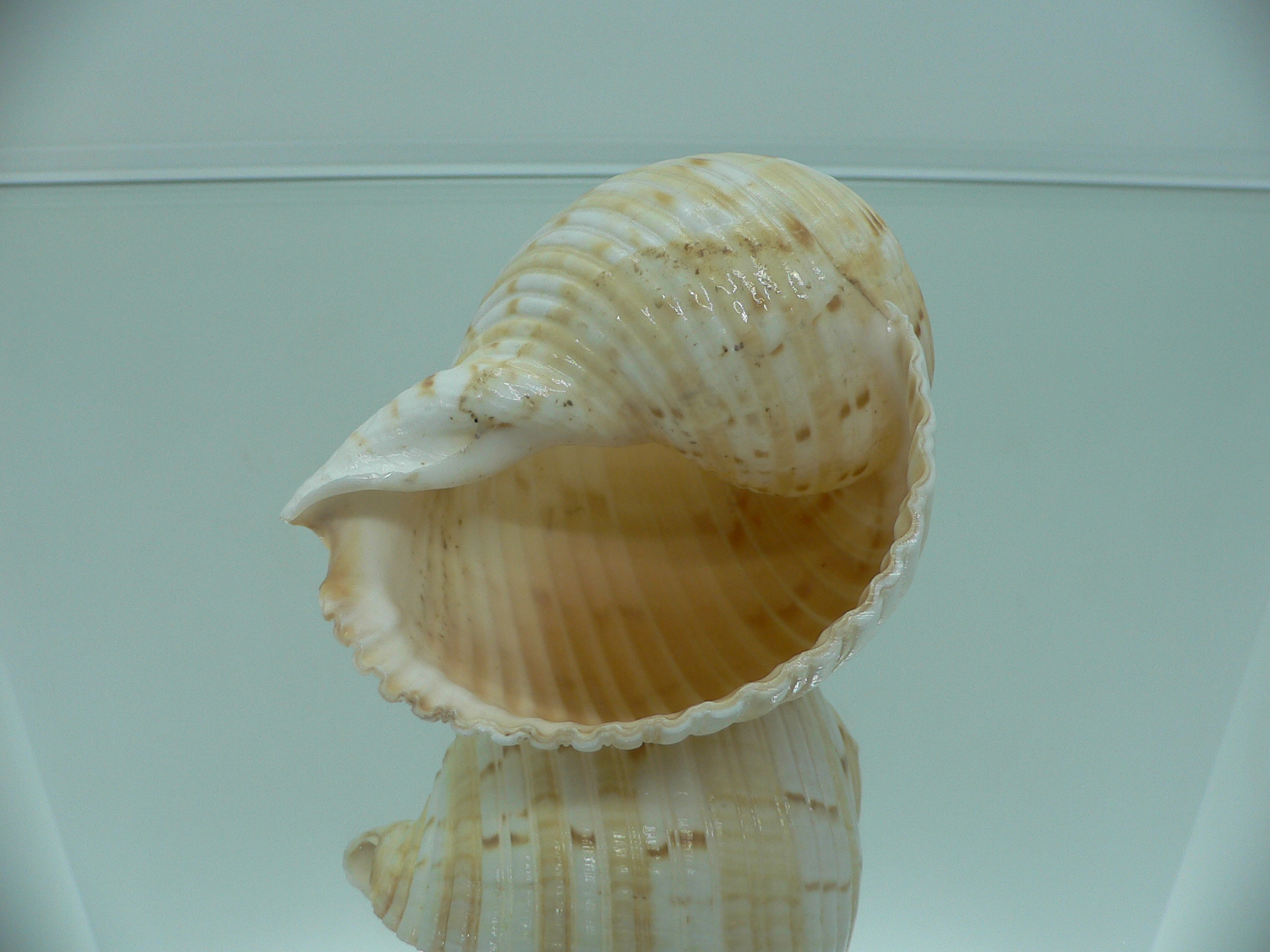 Tonna morrisoni ORNAMENT