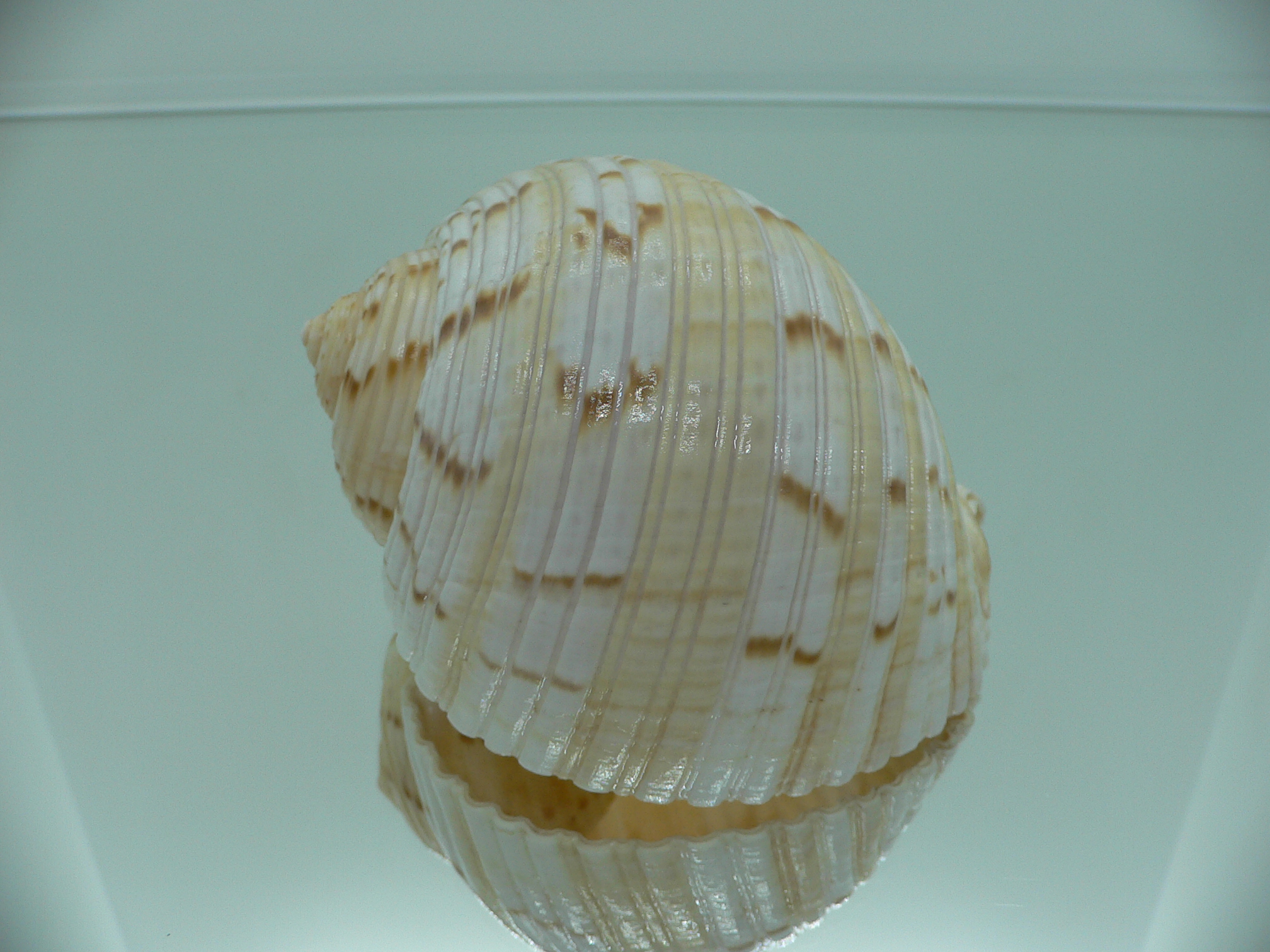 Tonna morrisoni ORNAMENT