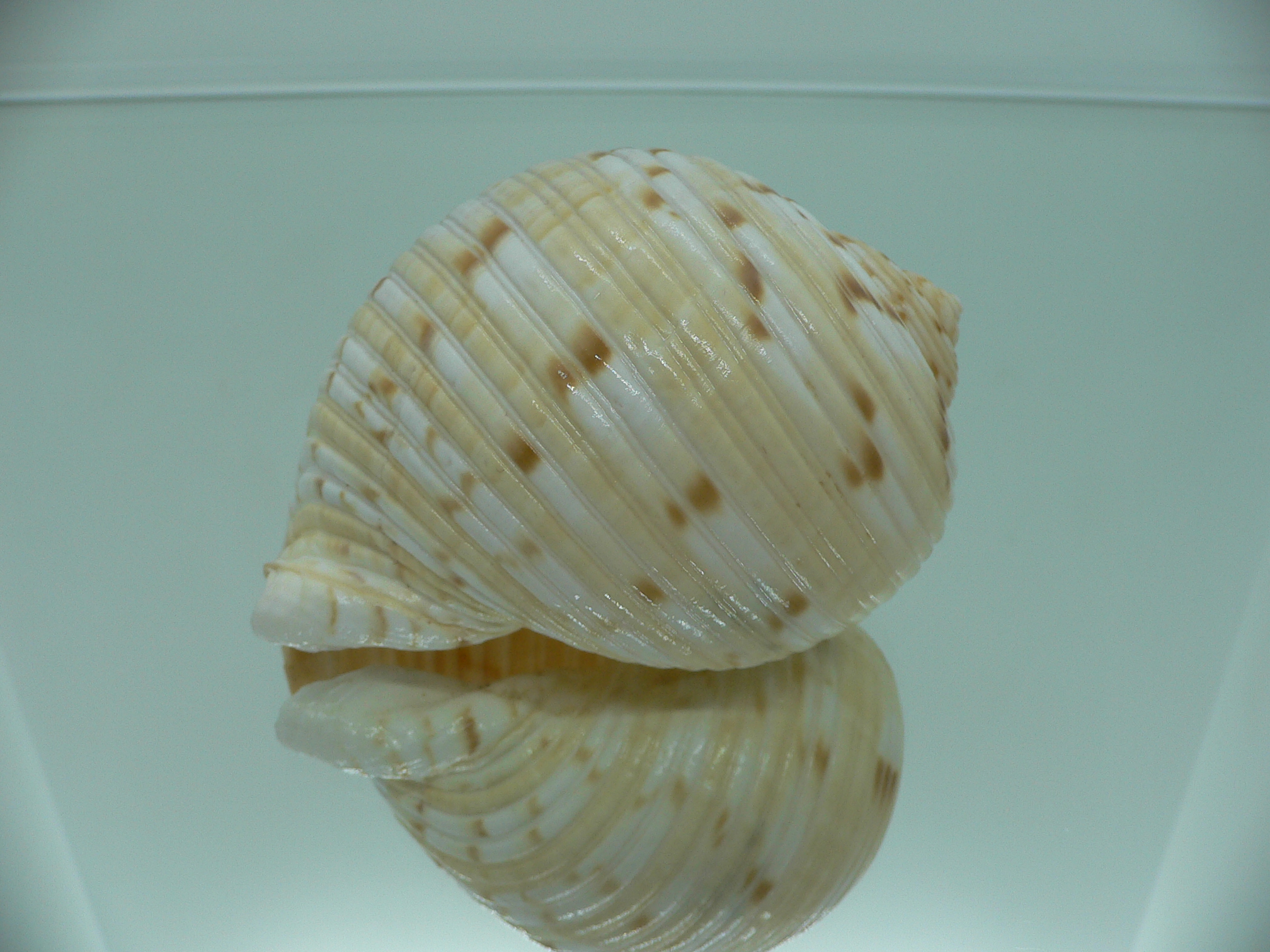 Tonna morrisoni ORNAMENT