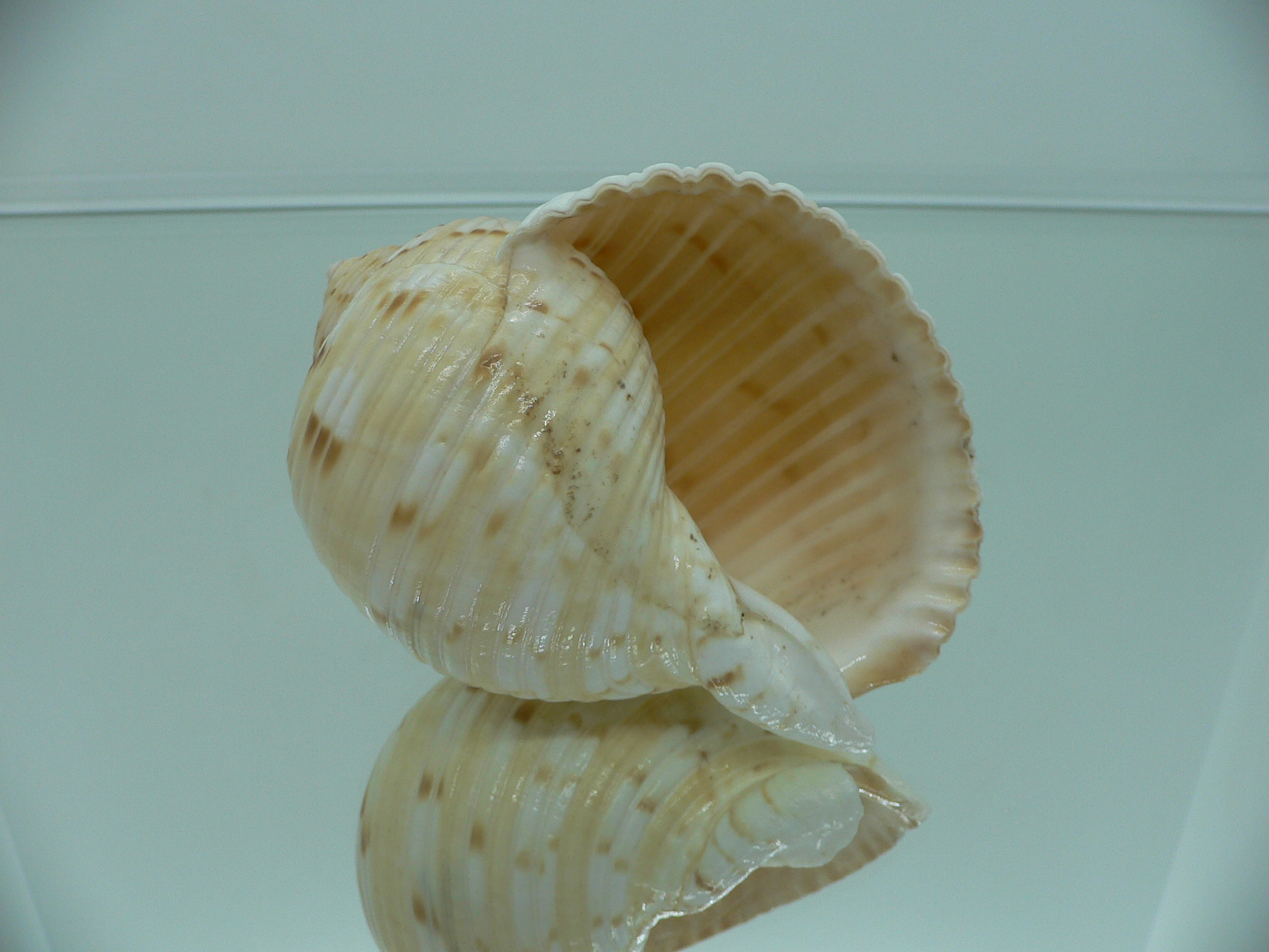 Tonna morrisoni ORNAMENT